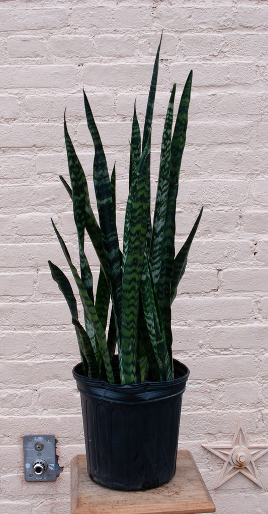 Sansevieria 'Wintergreen'