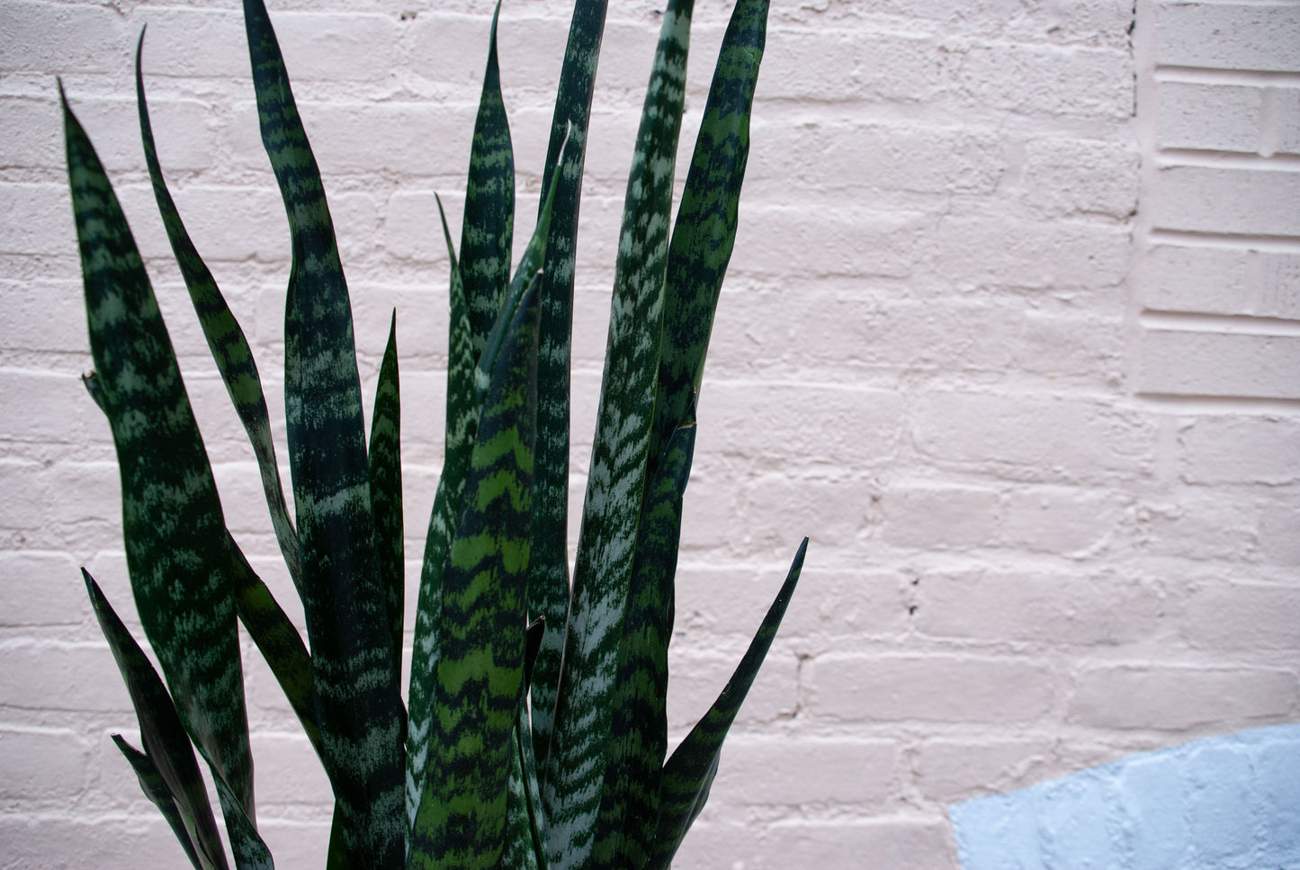 Sansevieria 'Wintergreen'