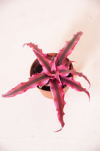 Load image into Gallery viewer, Cryptanthus &#39;Pink Star&#39;
