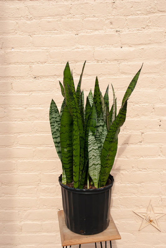 XL Sansevieria Zeylanica, 3-4' tall, 14" pot