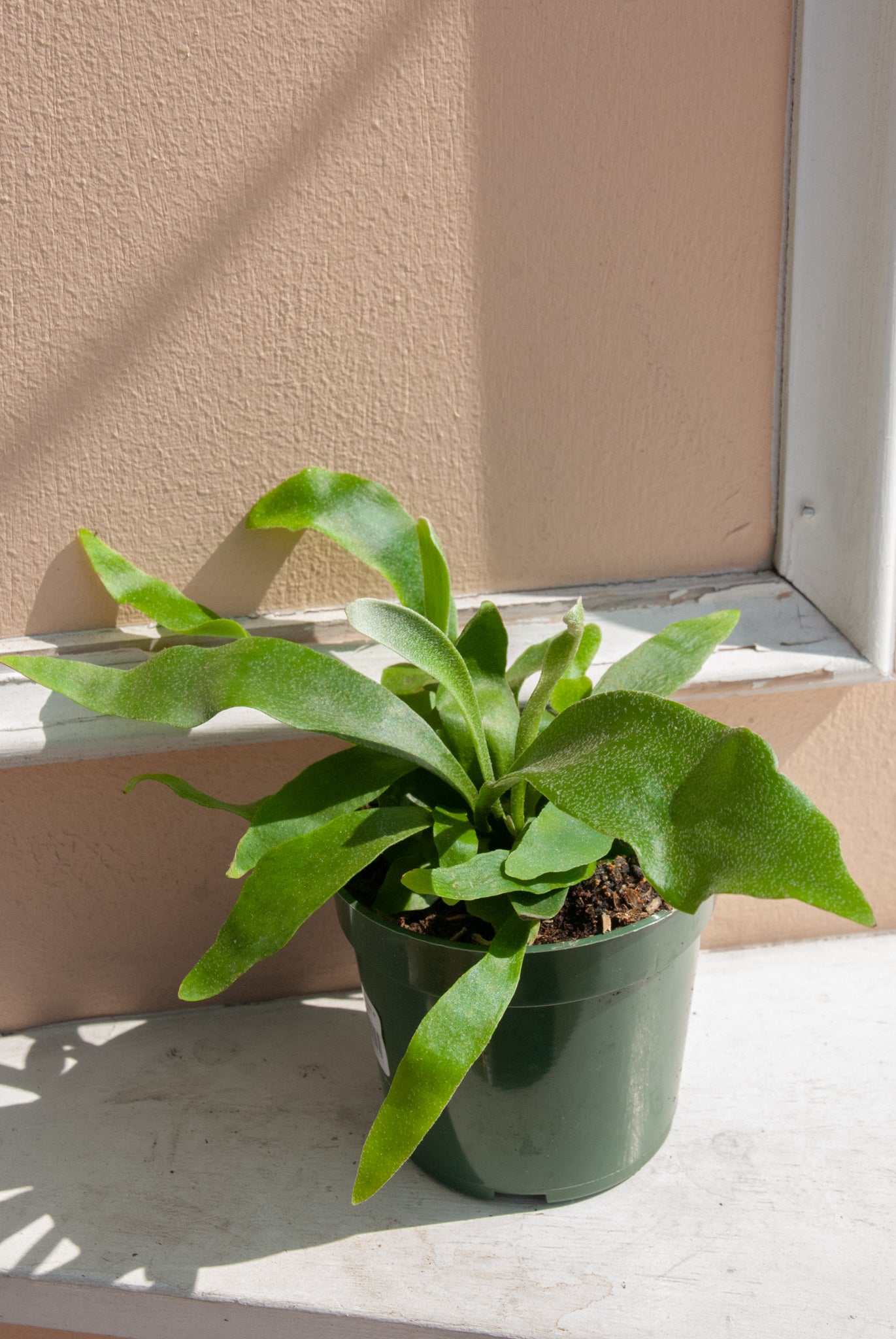 Platycerium bifurcatum 'Staghorn Fern'