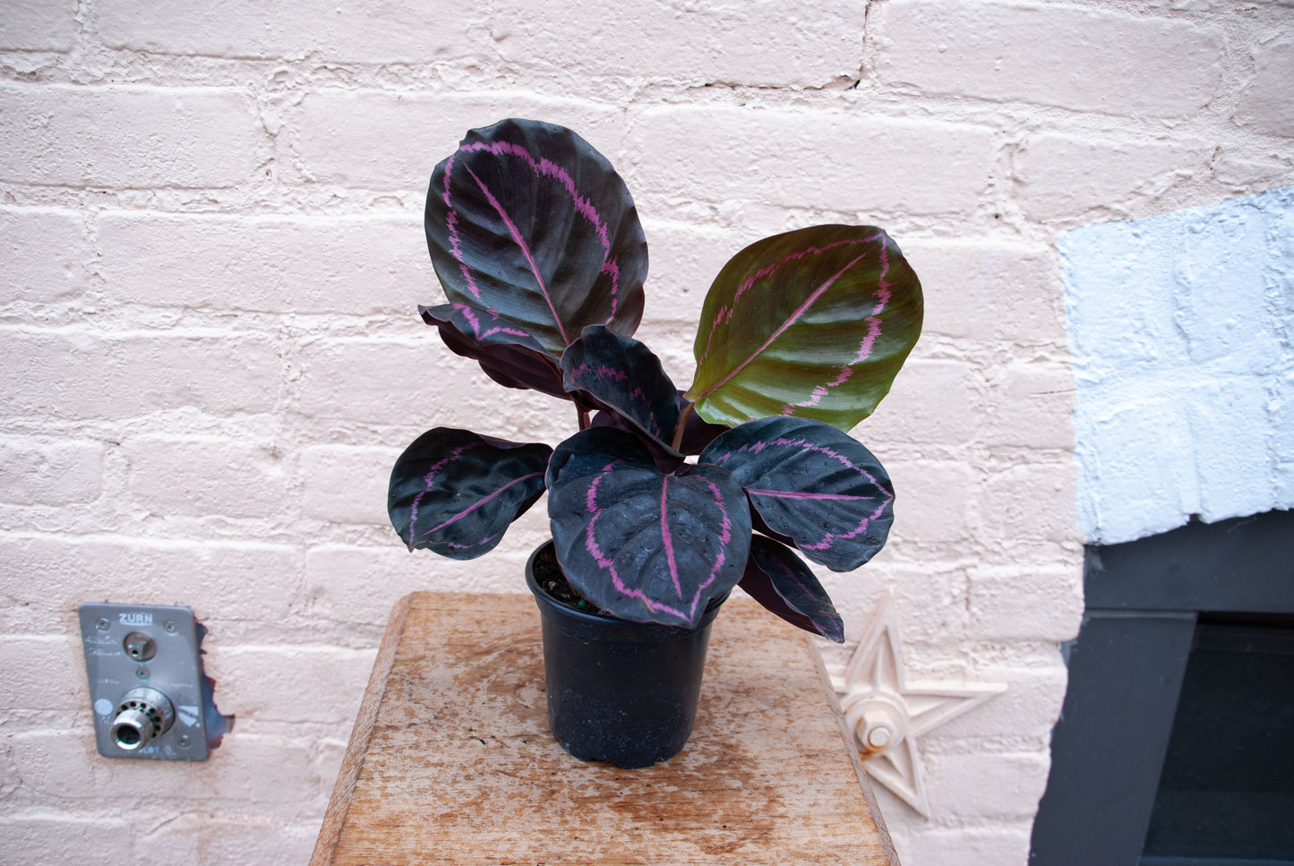 Calathea roseopicta