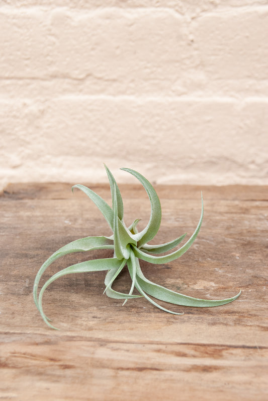 Tillandsia capitata peach