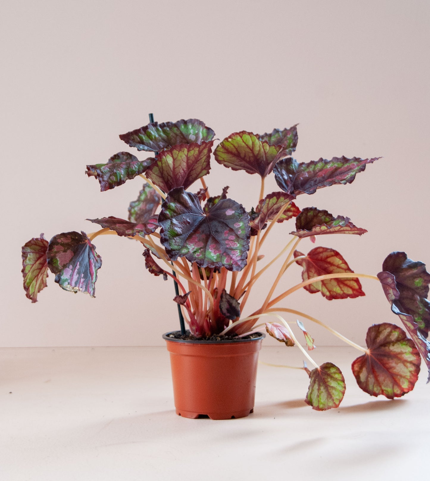 Assorted Rex Begonia