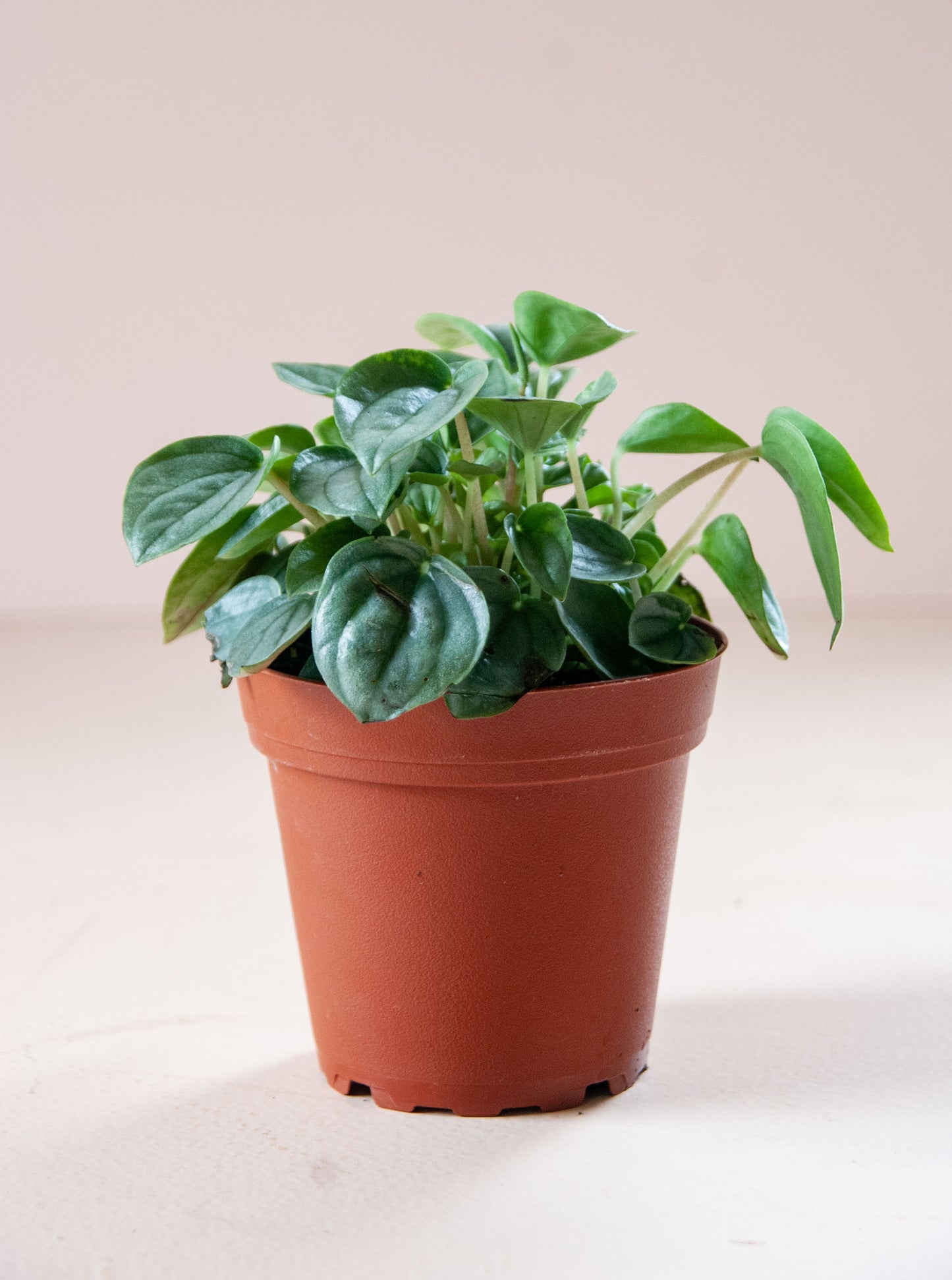 Peperomia caperata
