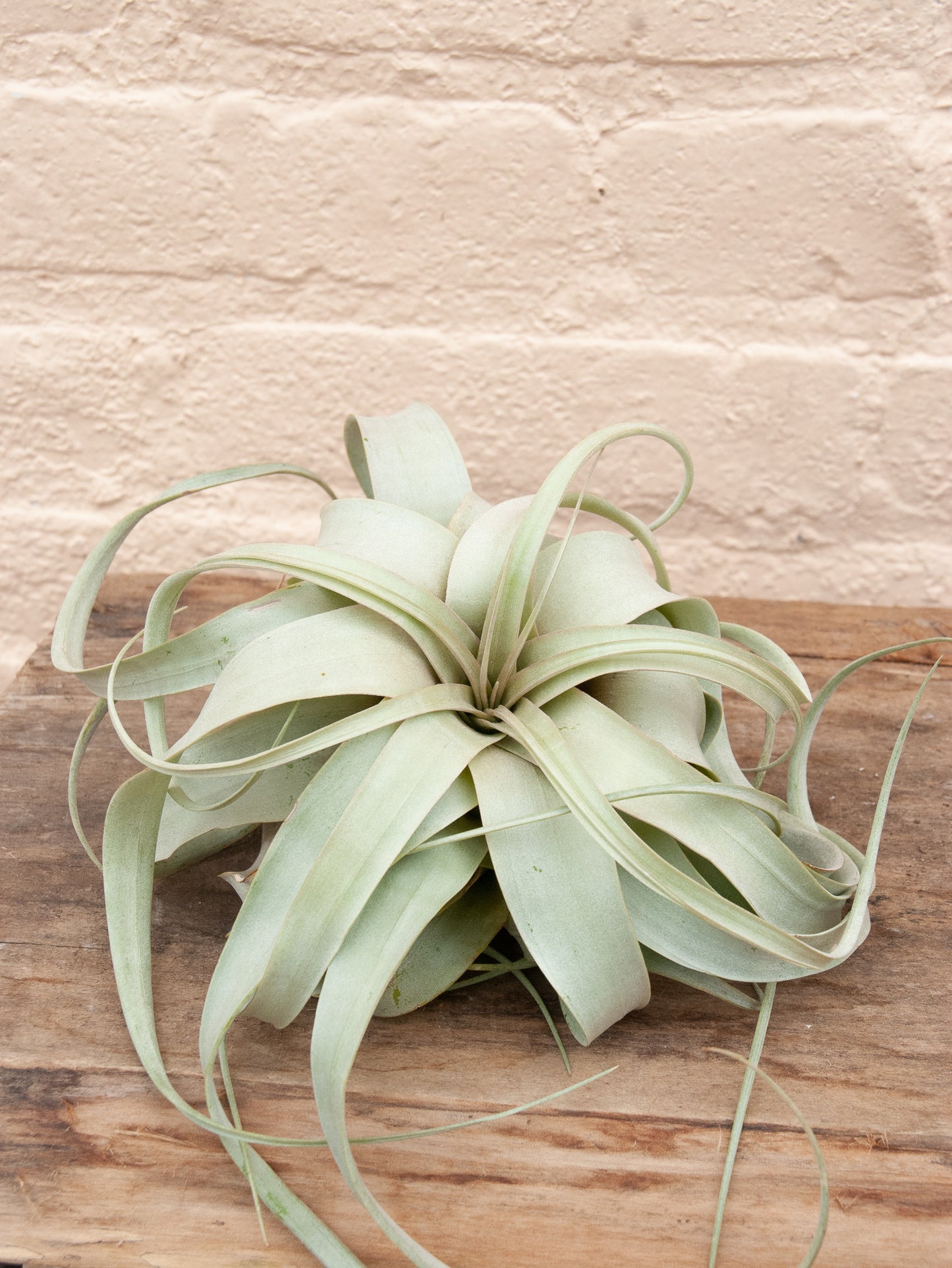 Tillandsia Xerographica