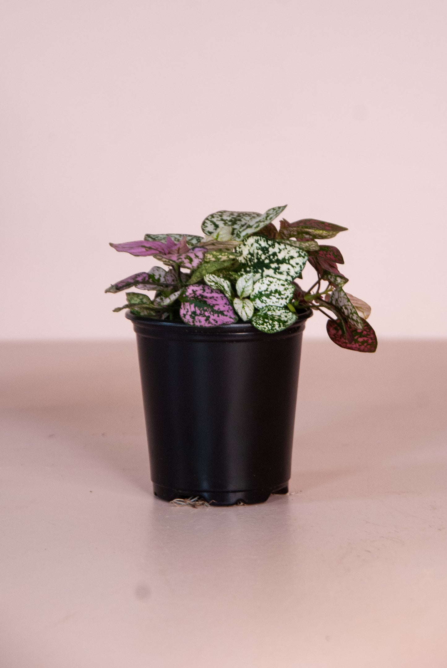 Hypoestes phyllostachya 'Polka dot Plant'