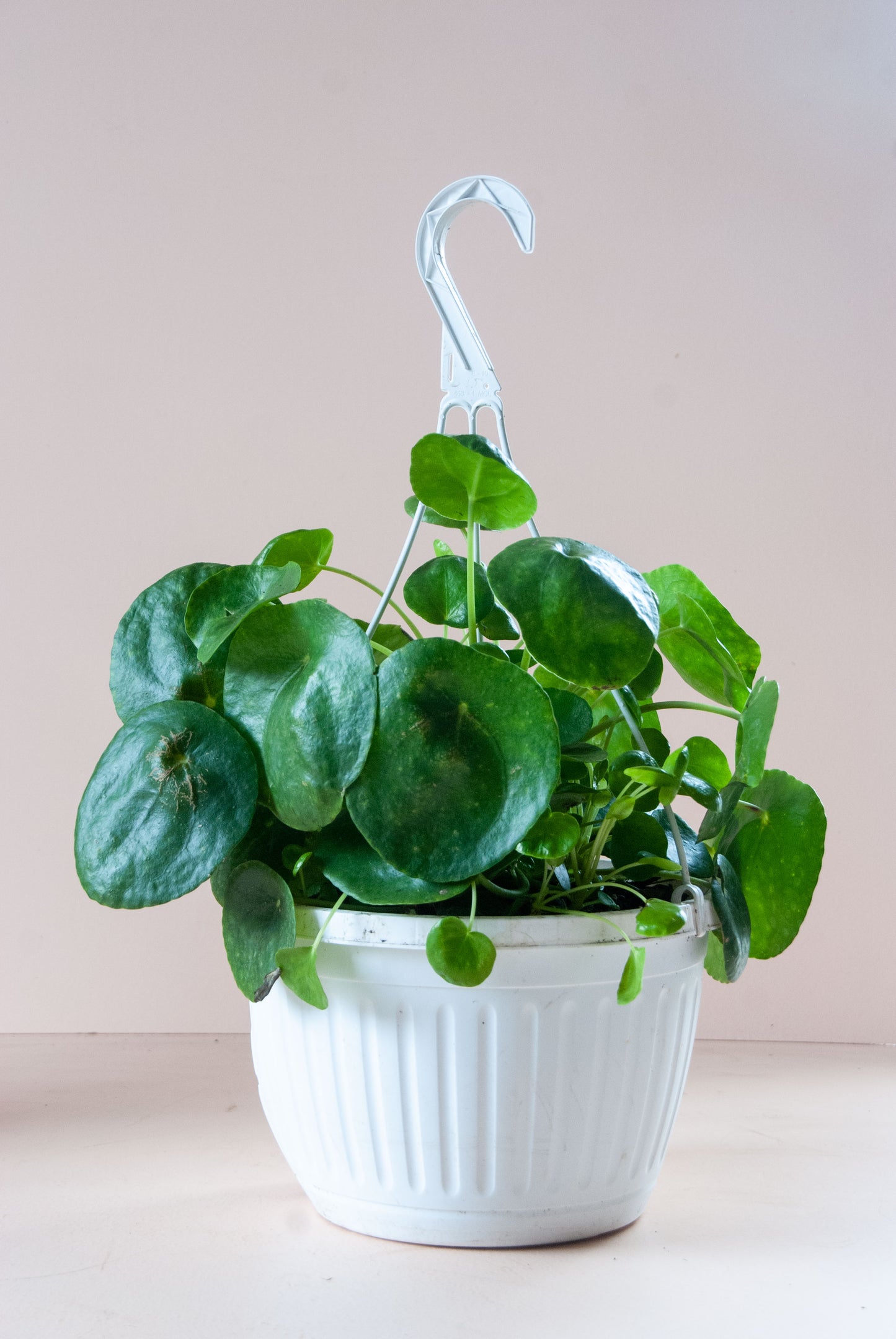 Pilea peperomioides 'UFO Plant'