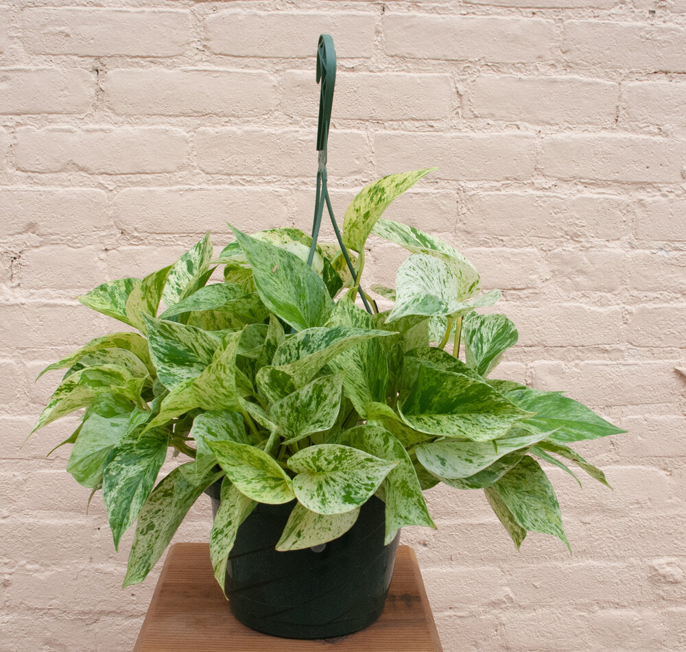 Epipremnum aureum 'Marble Queen Pothos'