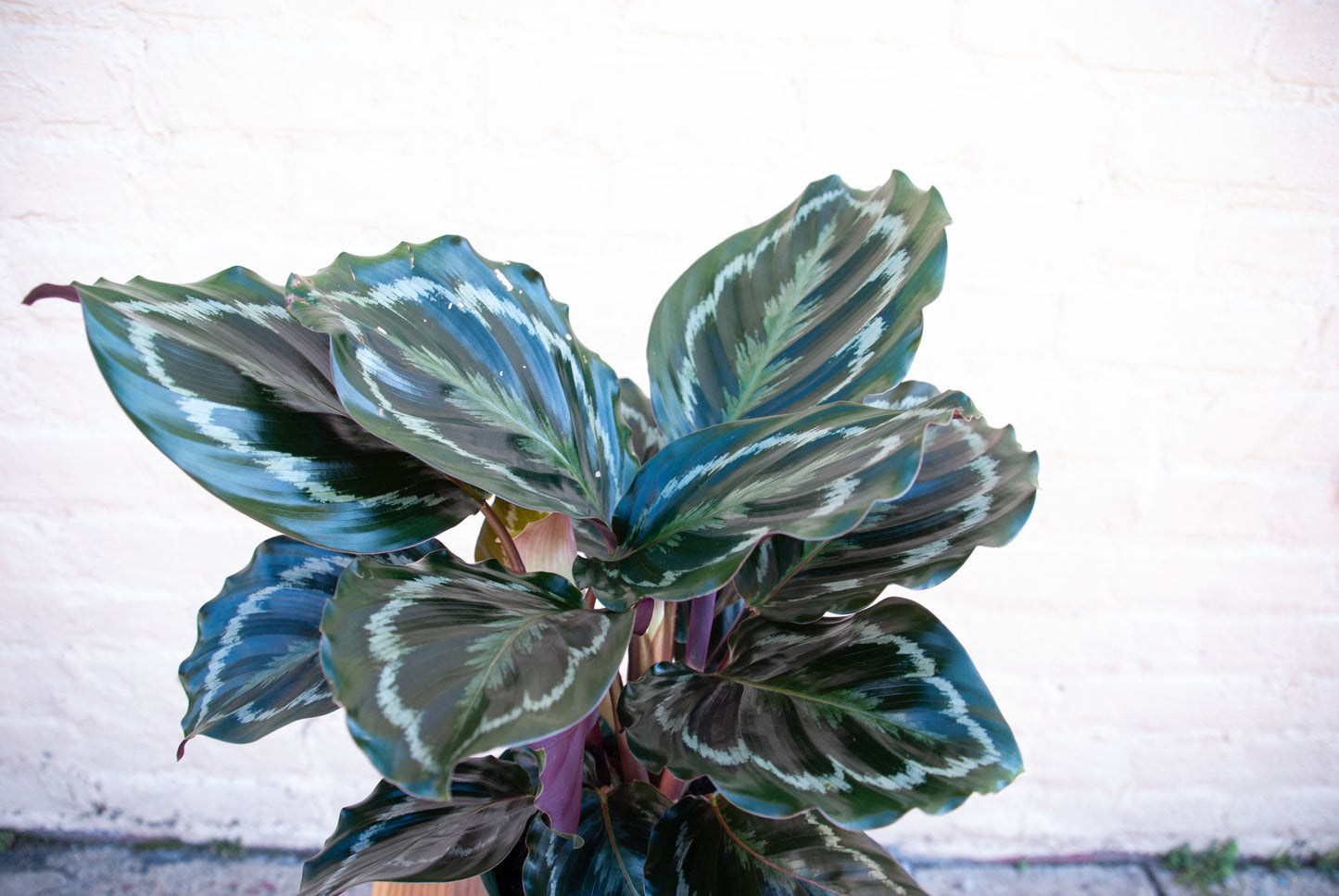 Calathea 'Medallion'