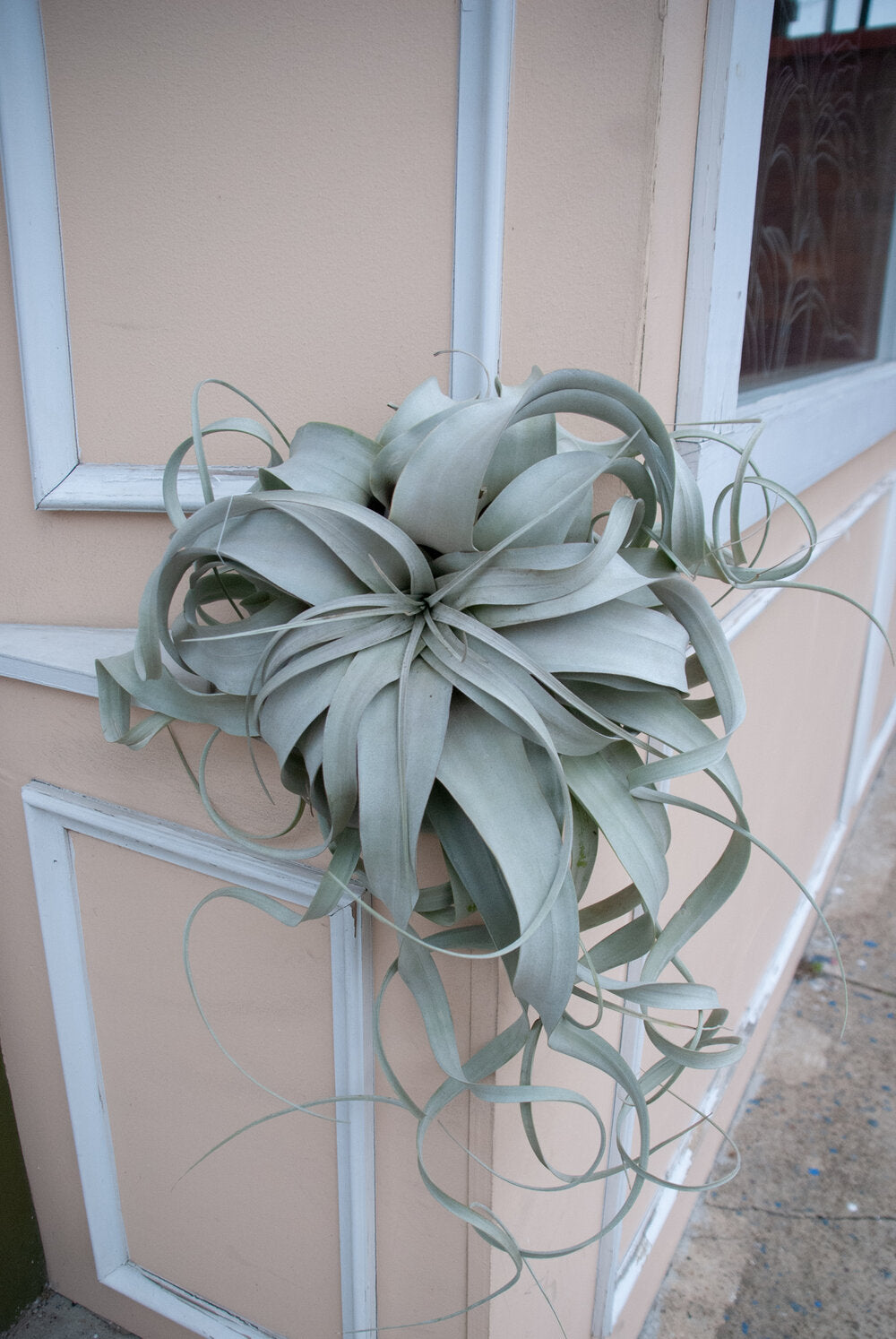 Tillandsia Xerographica