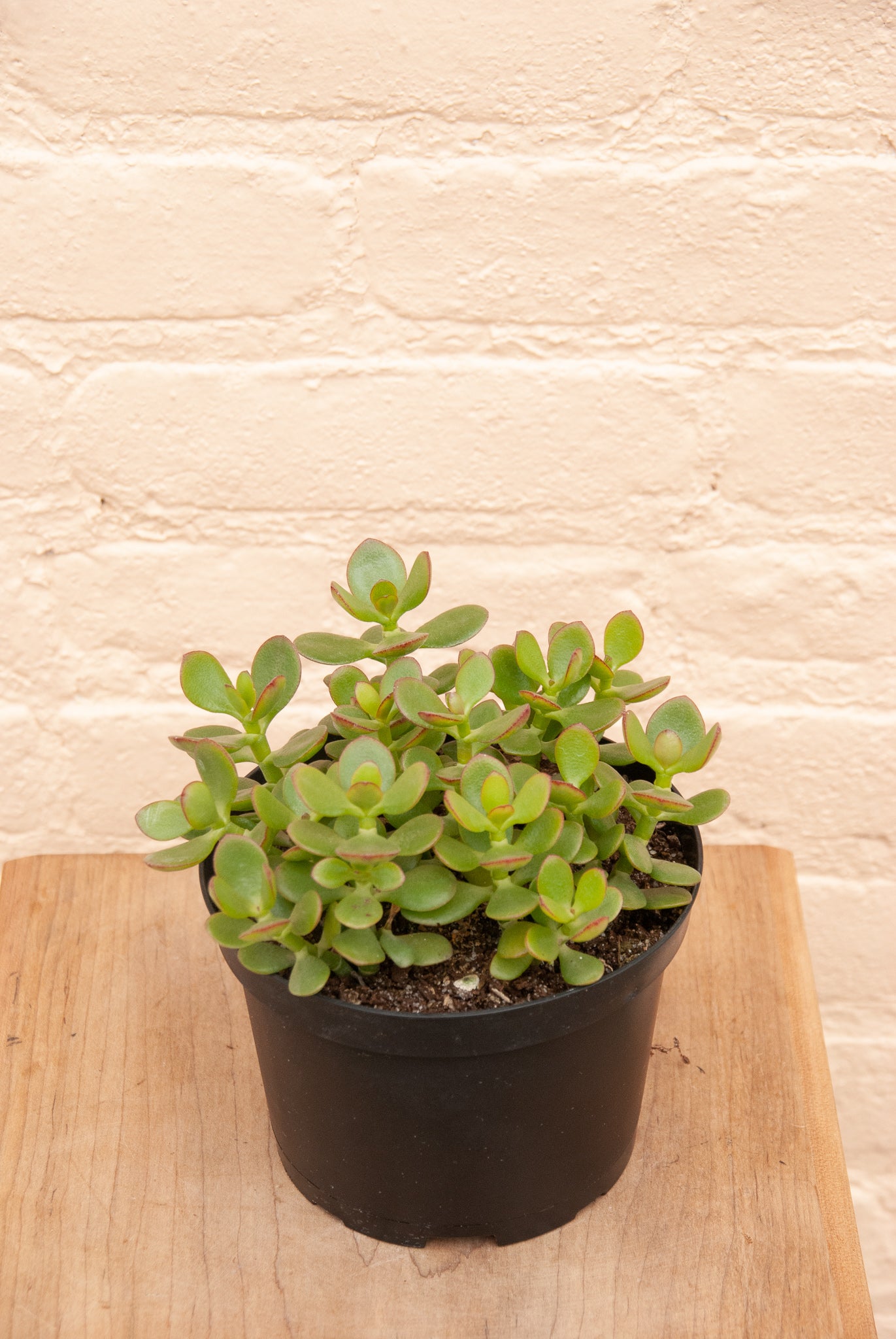 Crassula ovata 'Jade plant'