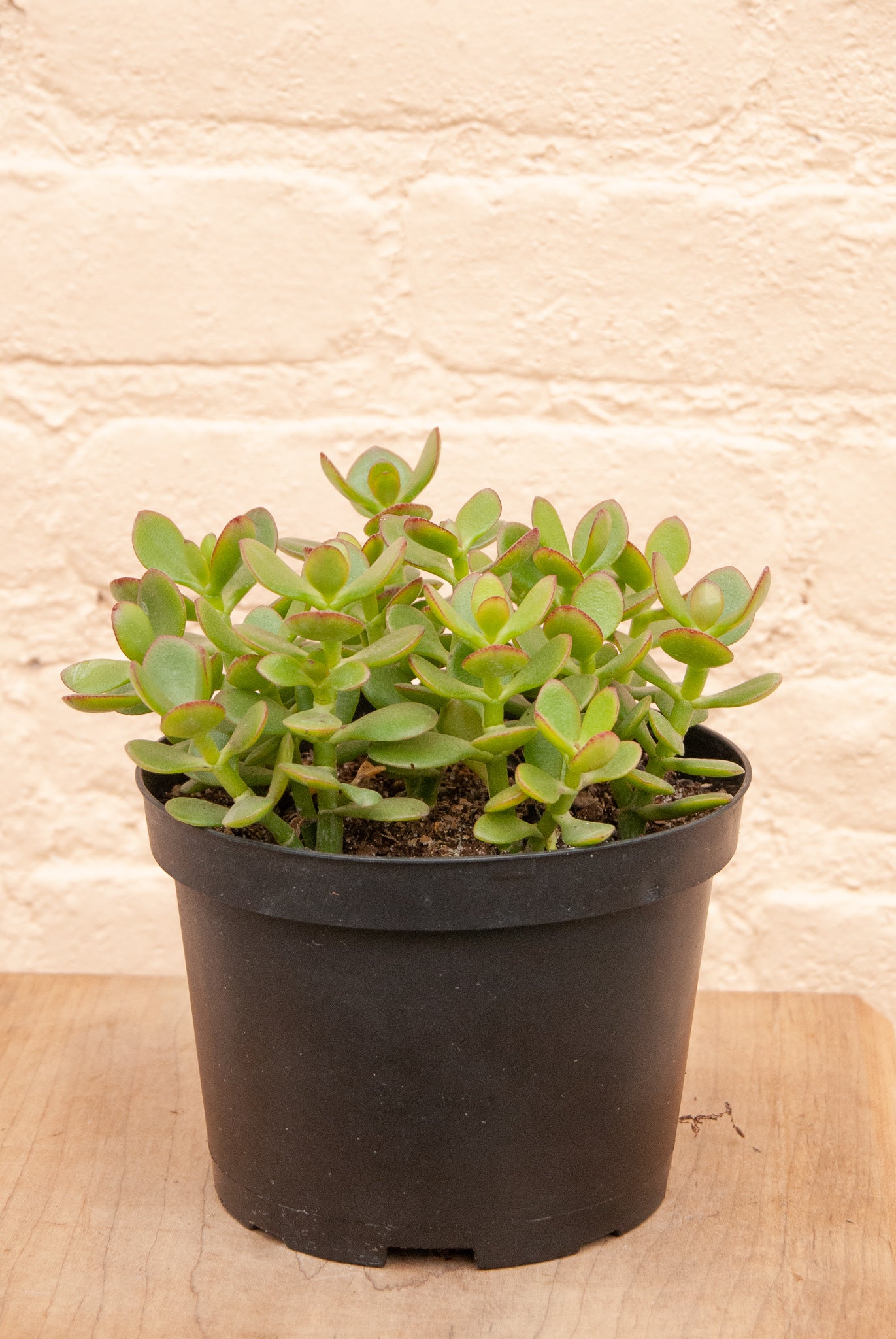 Crassula ovata 'Jade plant'