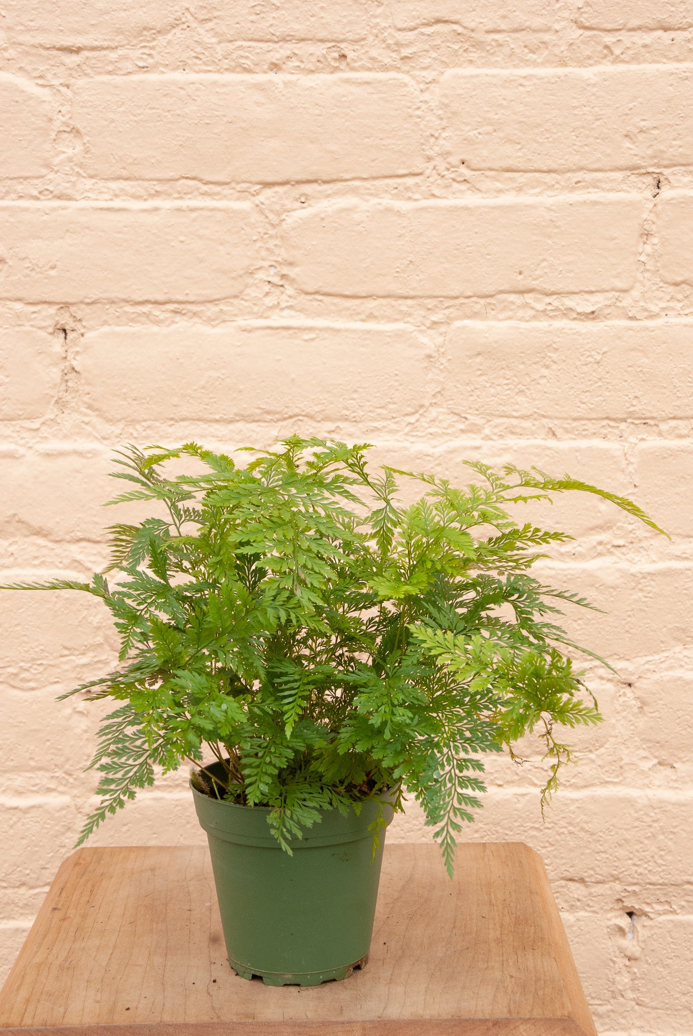 Davallia fejeensis 'Rabbit's Foot Fern'