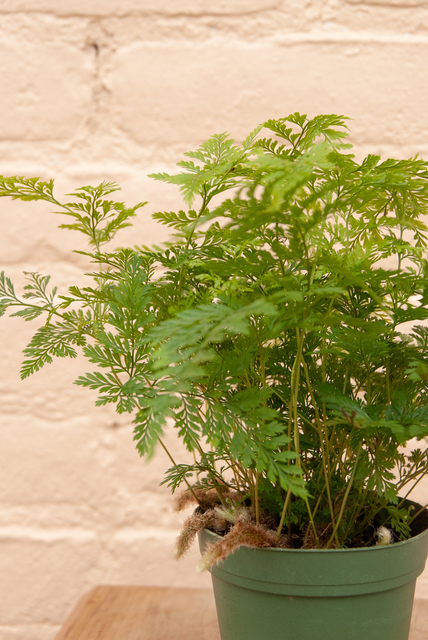 Davallia fejeensis 'Rabbit's Foot Fern'