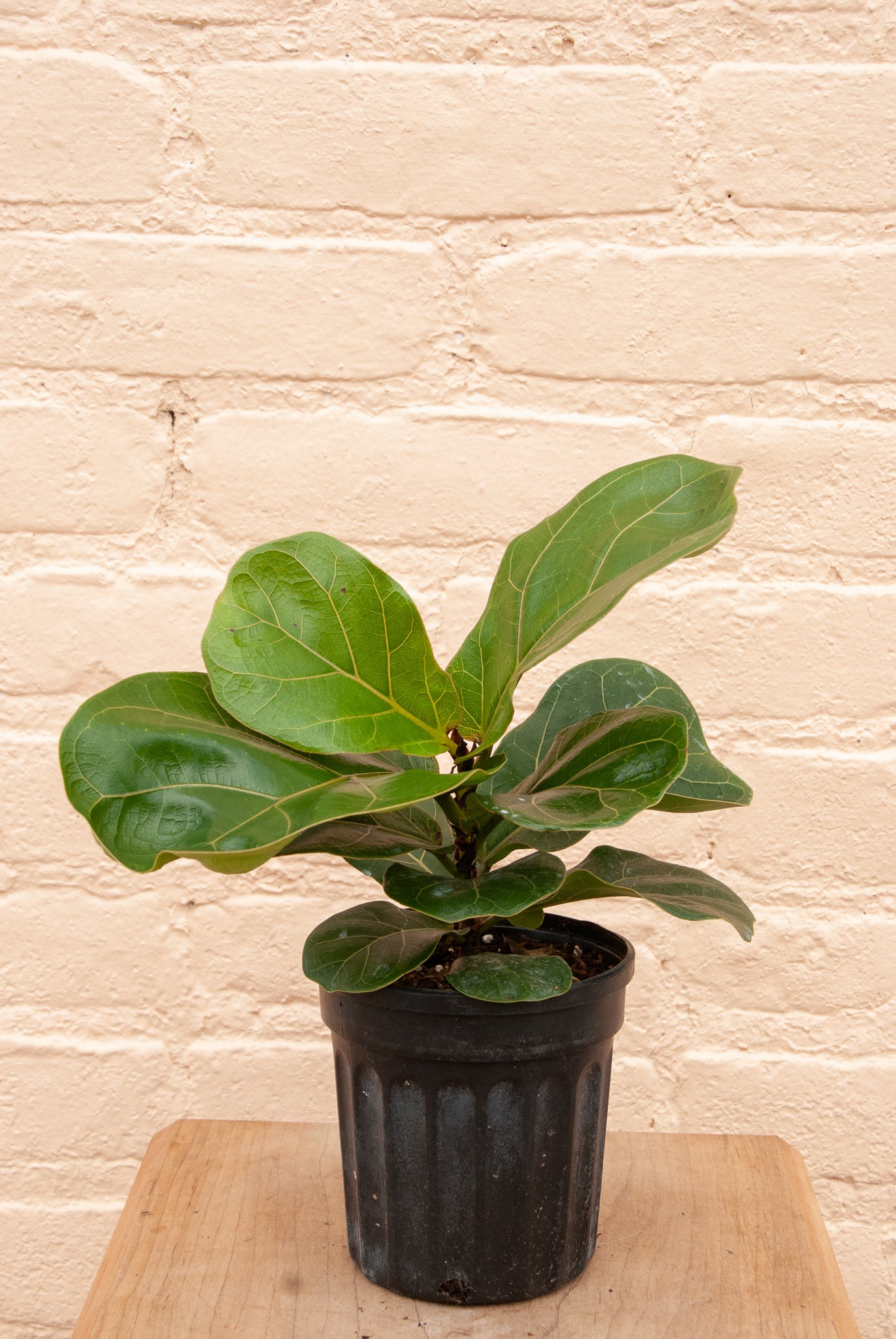 Ficus lyrata 'Fiddle Leaf Fig'