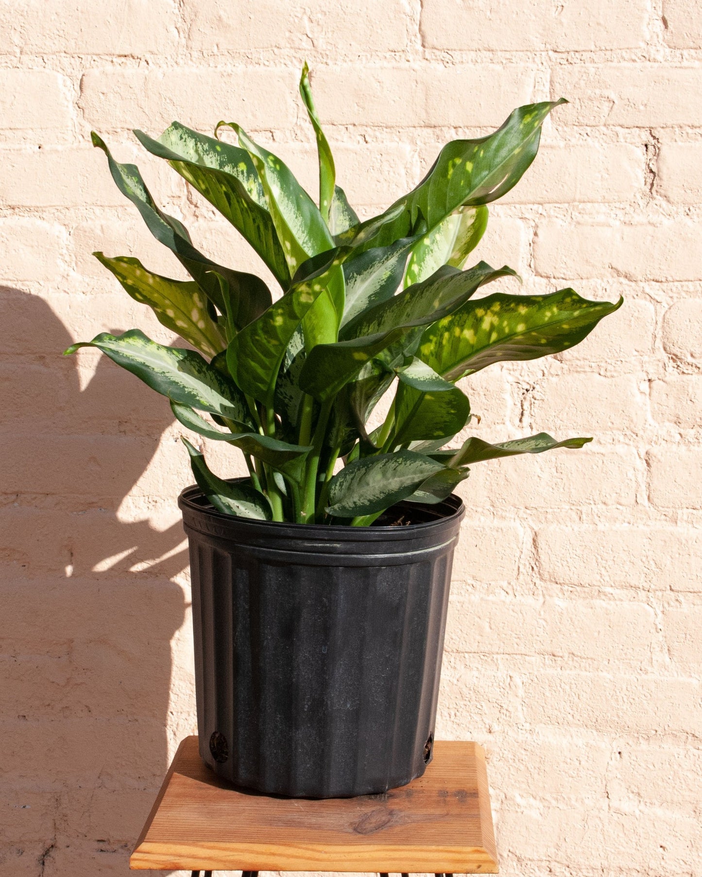 Dieffenbachia 'Panther'