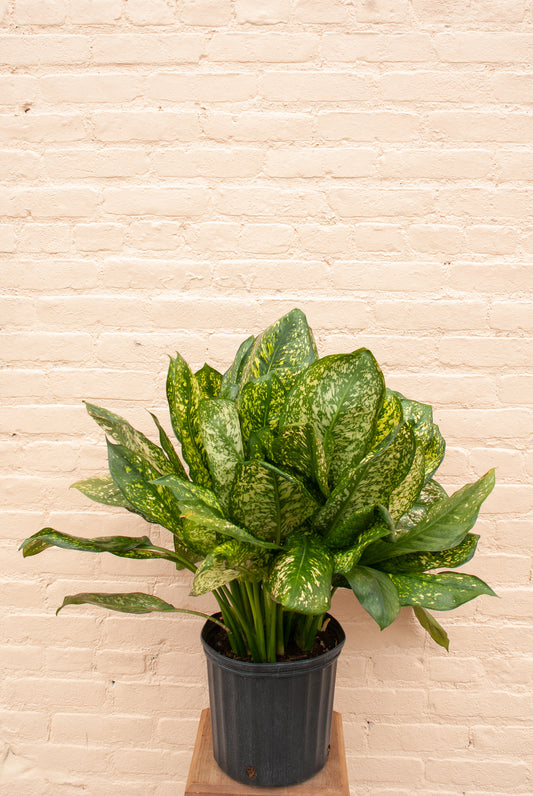 Aglaonema 'Lumina'