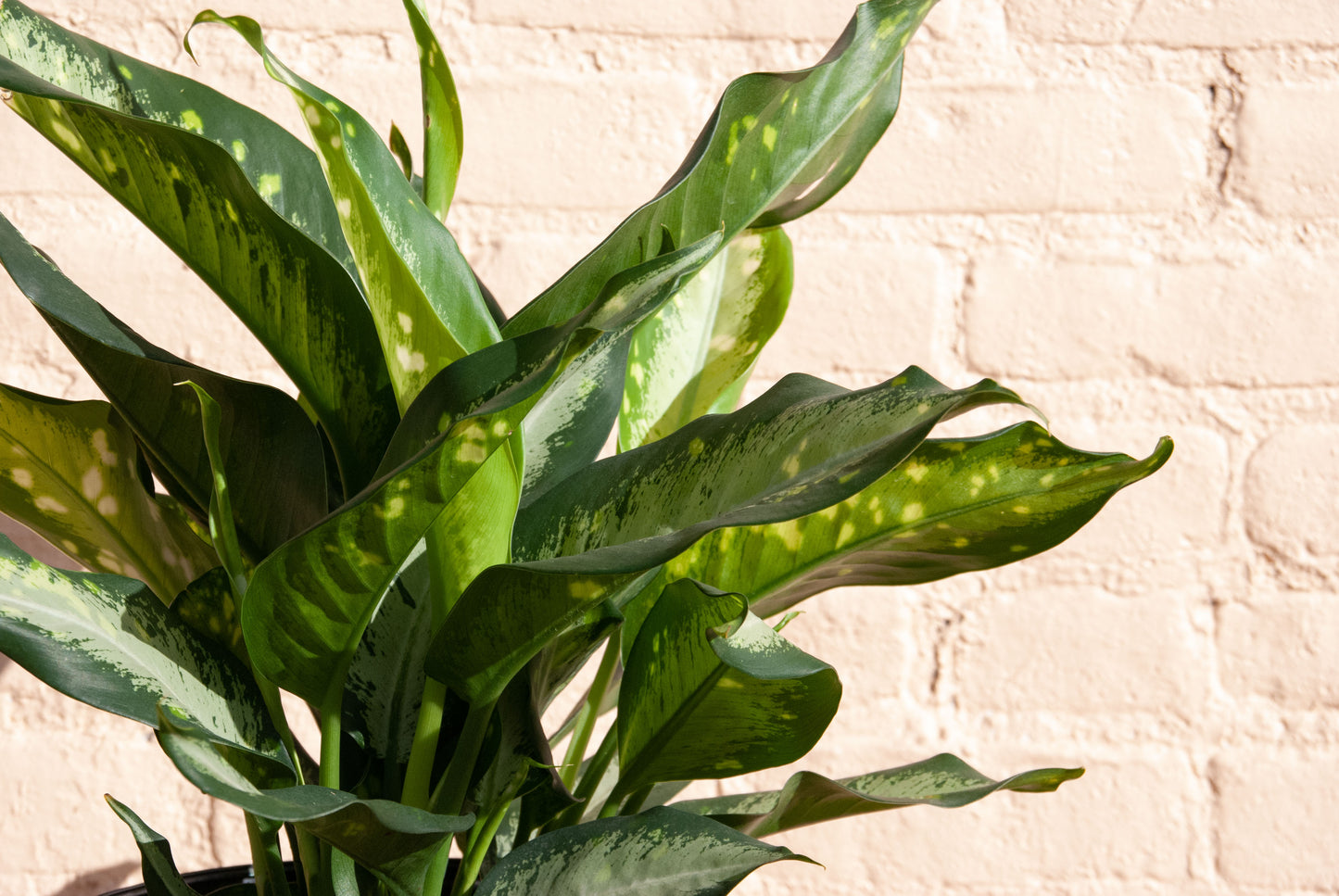 Dieffenbachia 'Panther'