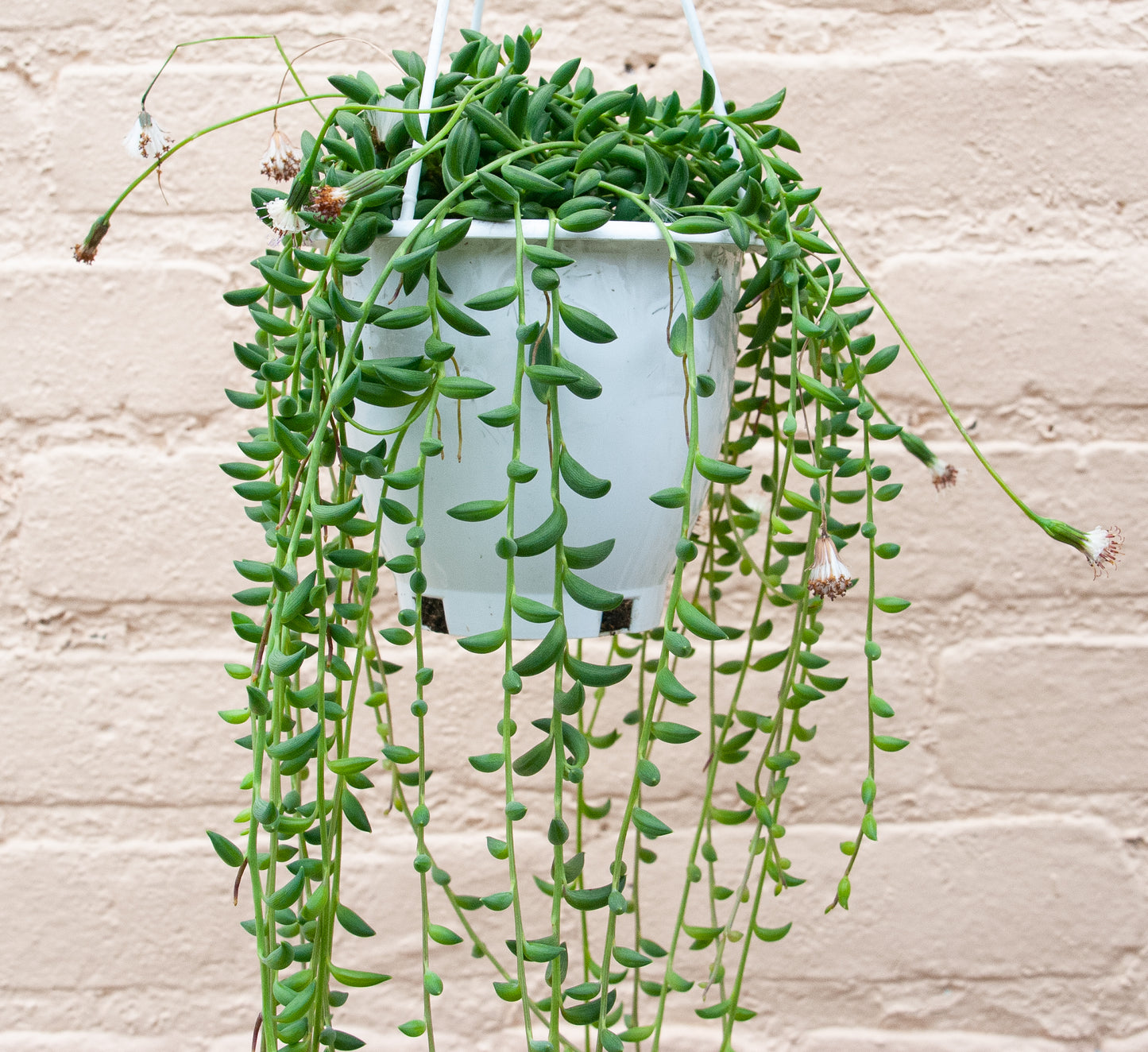 Senecio radicans 'String of Bananas'