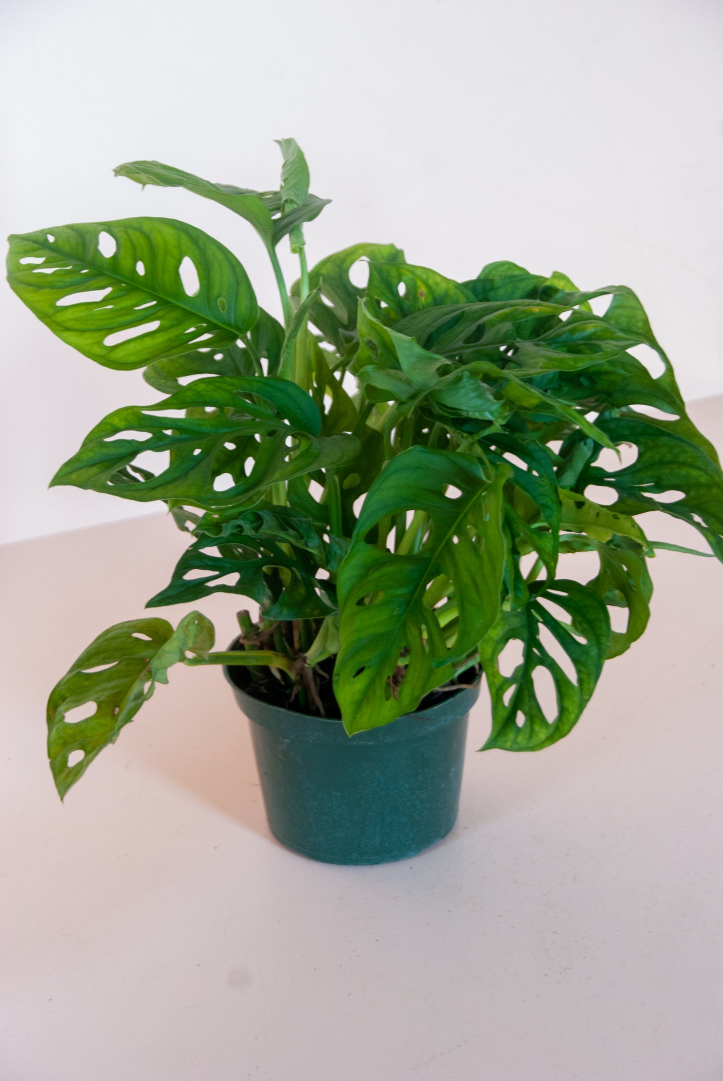 Monstera adansonii