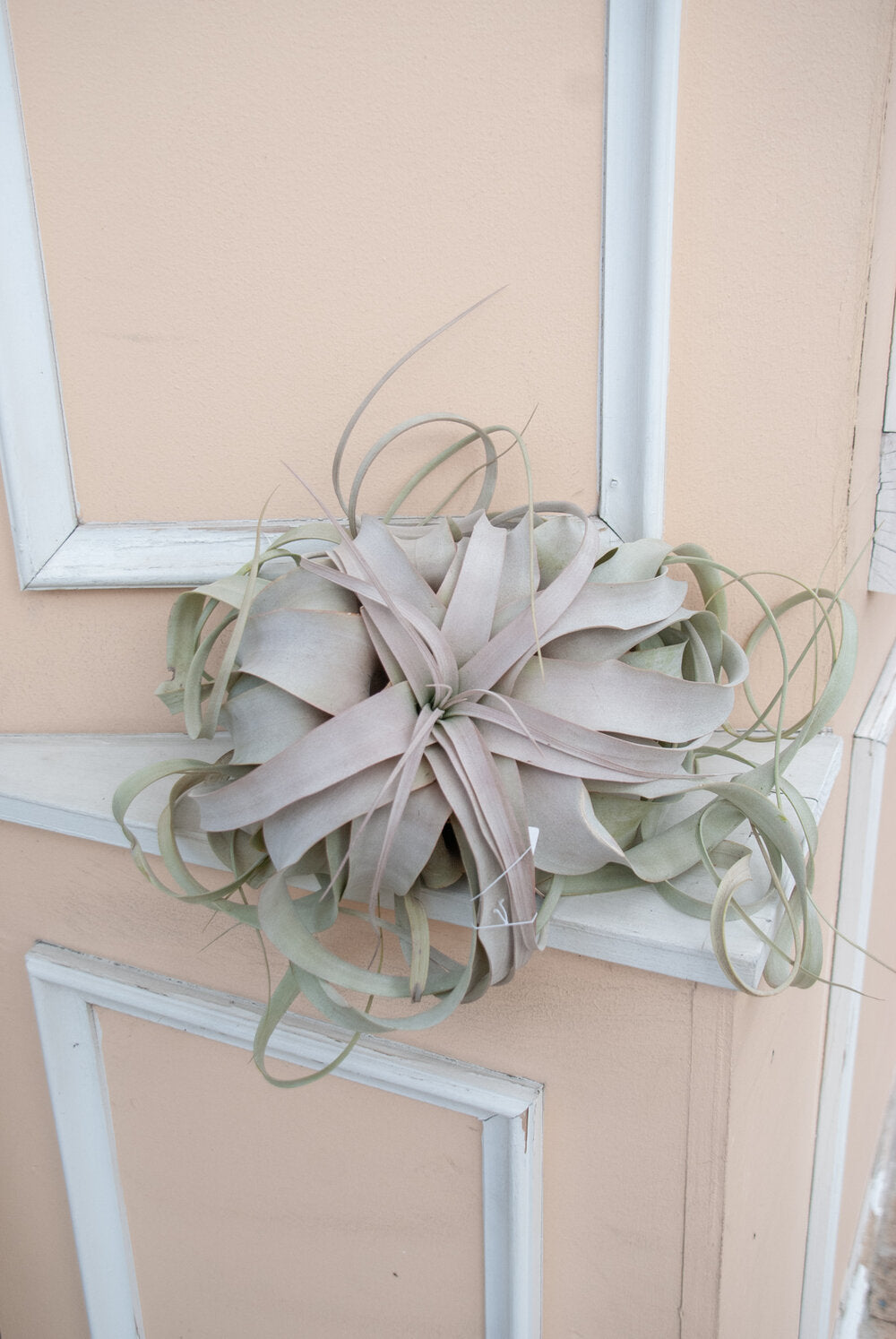 Tillandsia Xerographica