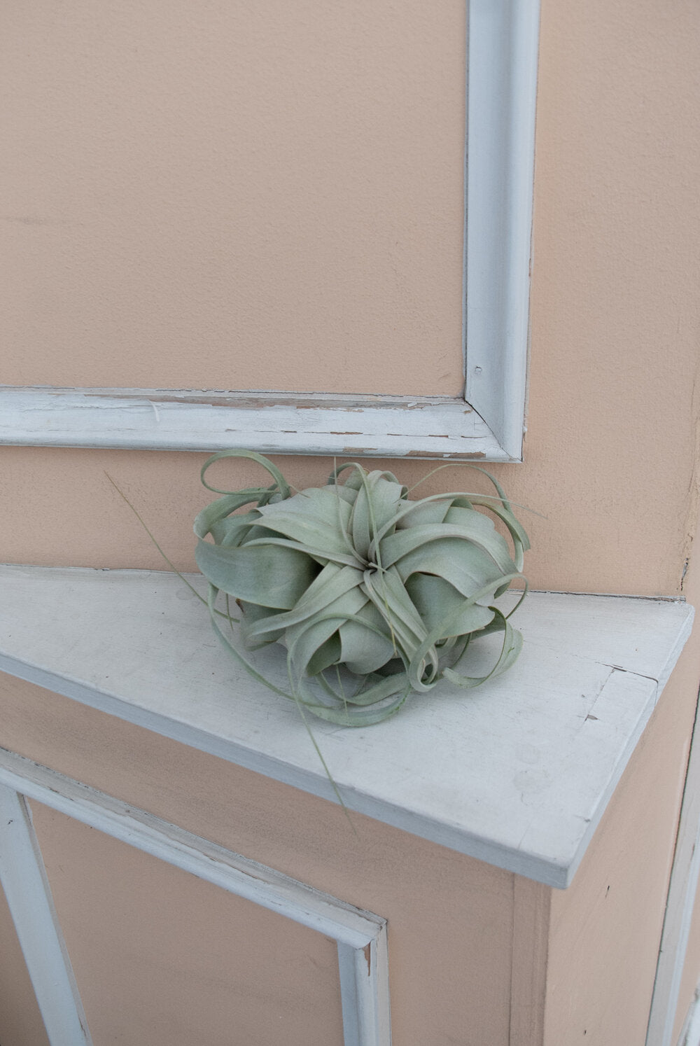 Tillandsia Xerographica