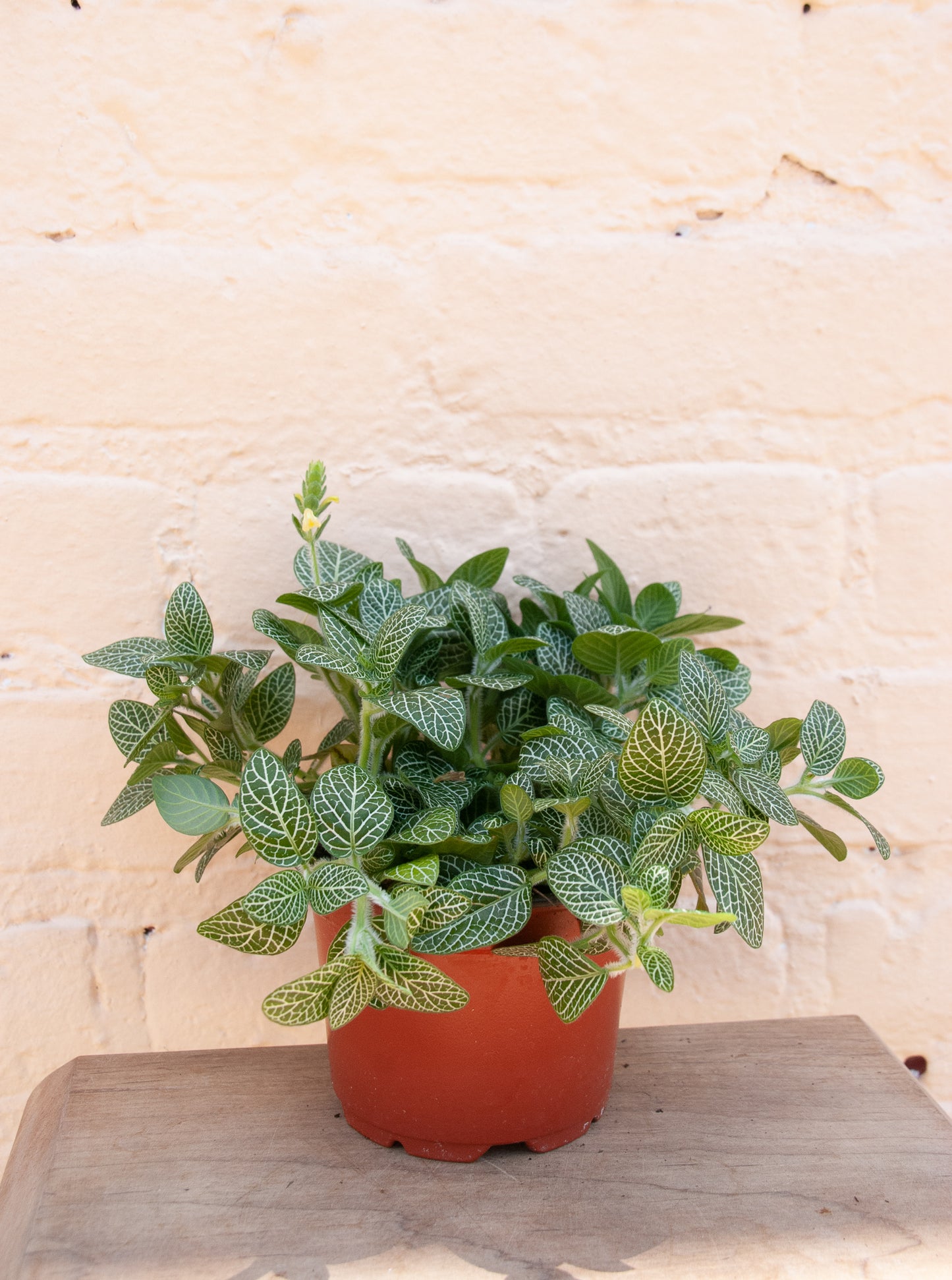 Fittonia albivenis 'Nerve Plant'