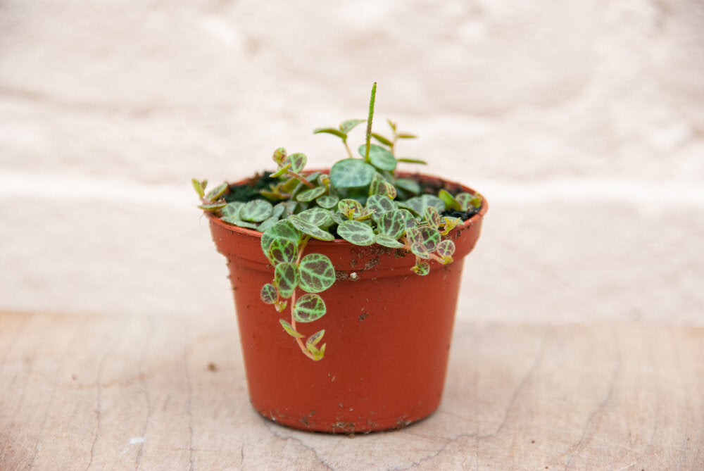 Peperomia prostrata "String of Turtles"