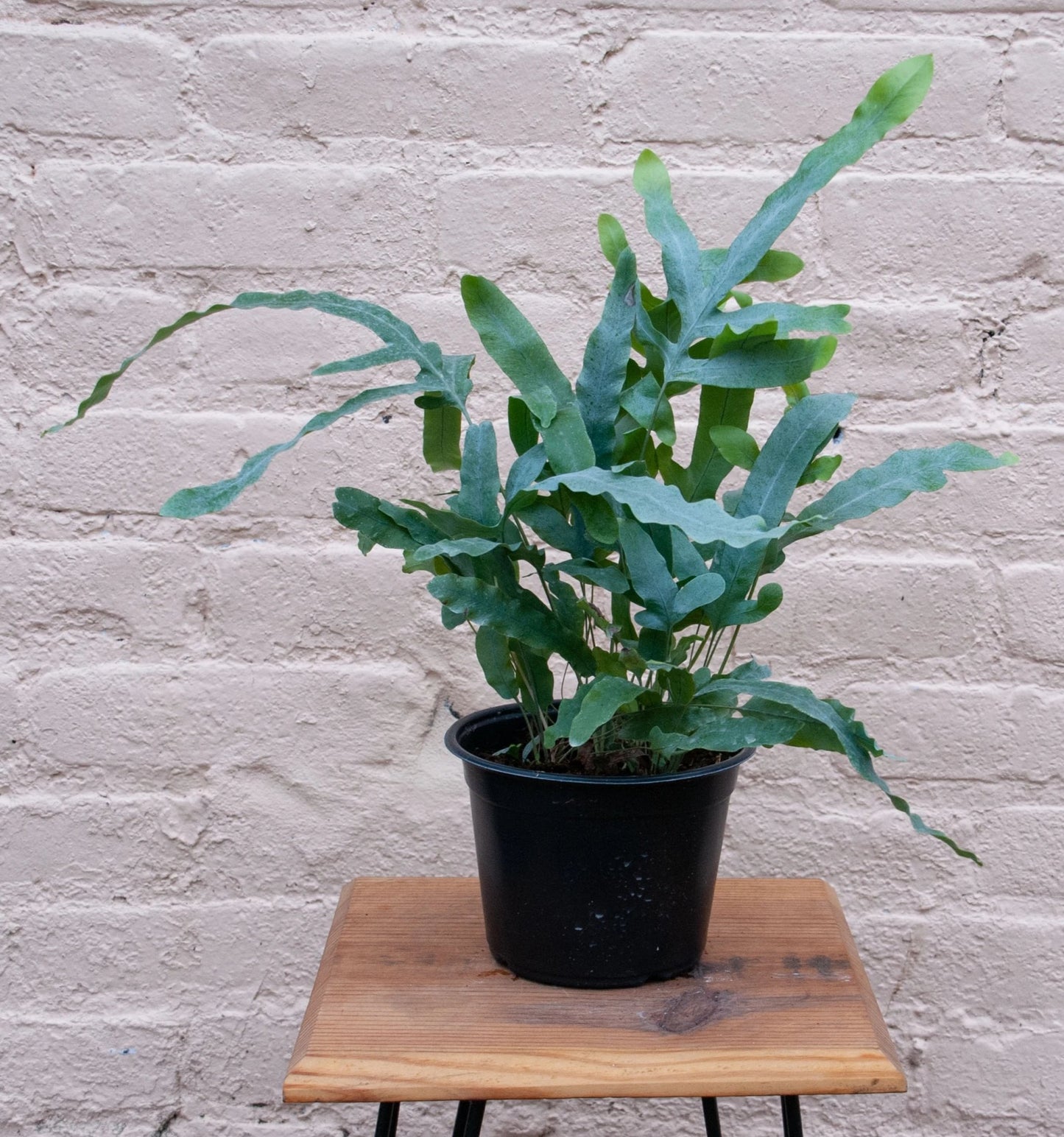 Phlebodium aureum 'Blue Star Fern'