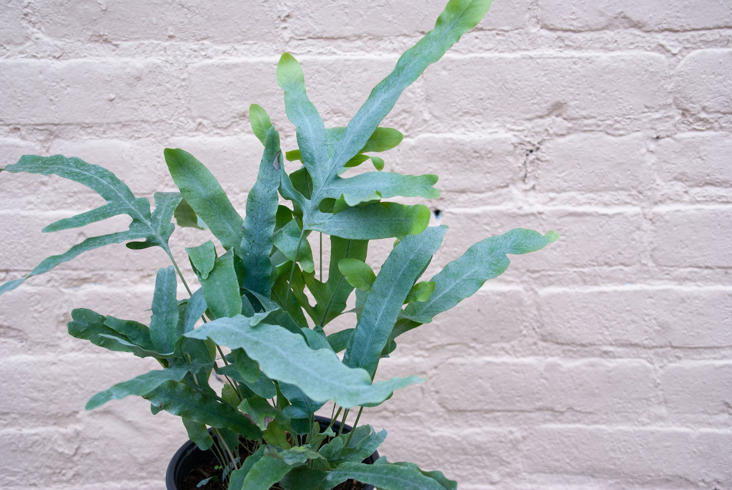 Phlebodium aureum 'Blue Star Fern'