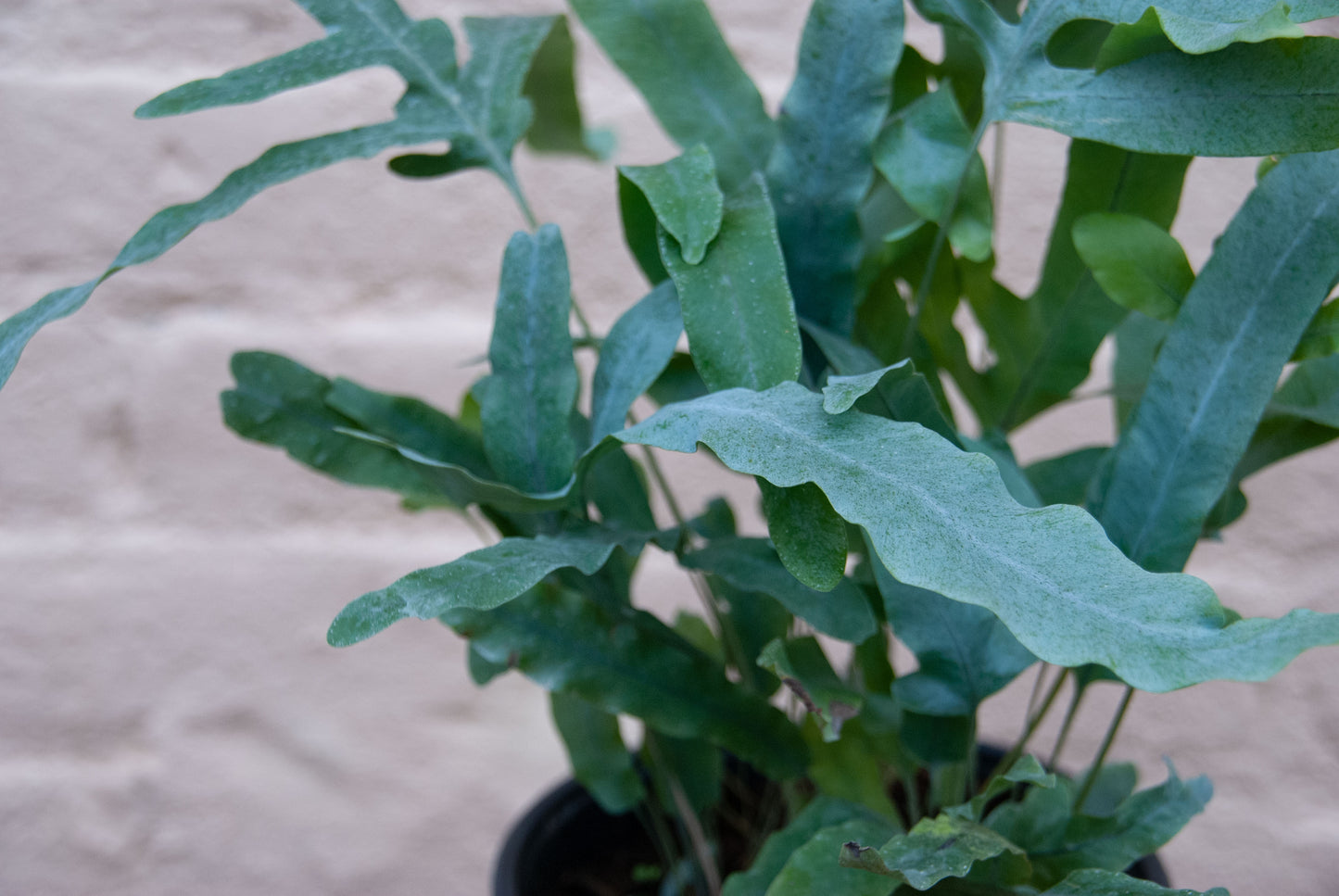 Phlebodium aureum 'Blue Star Fern'