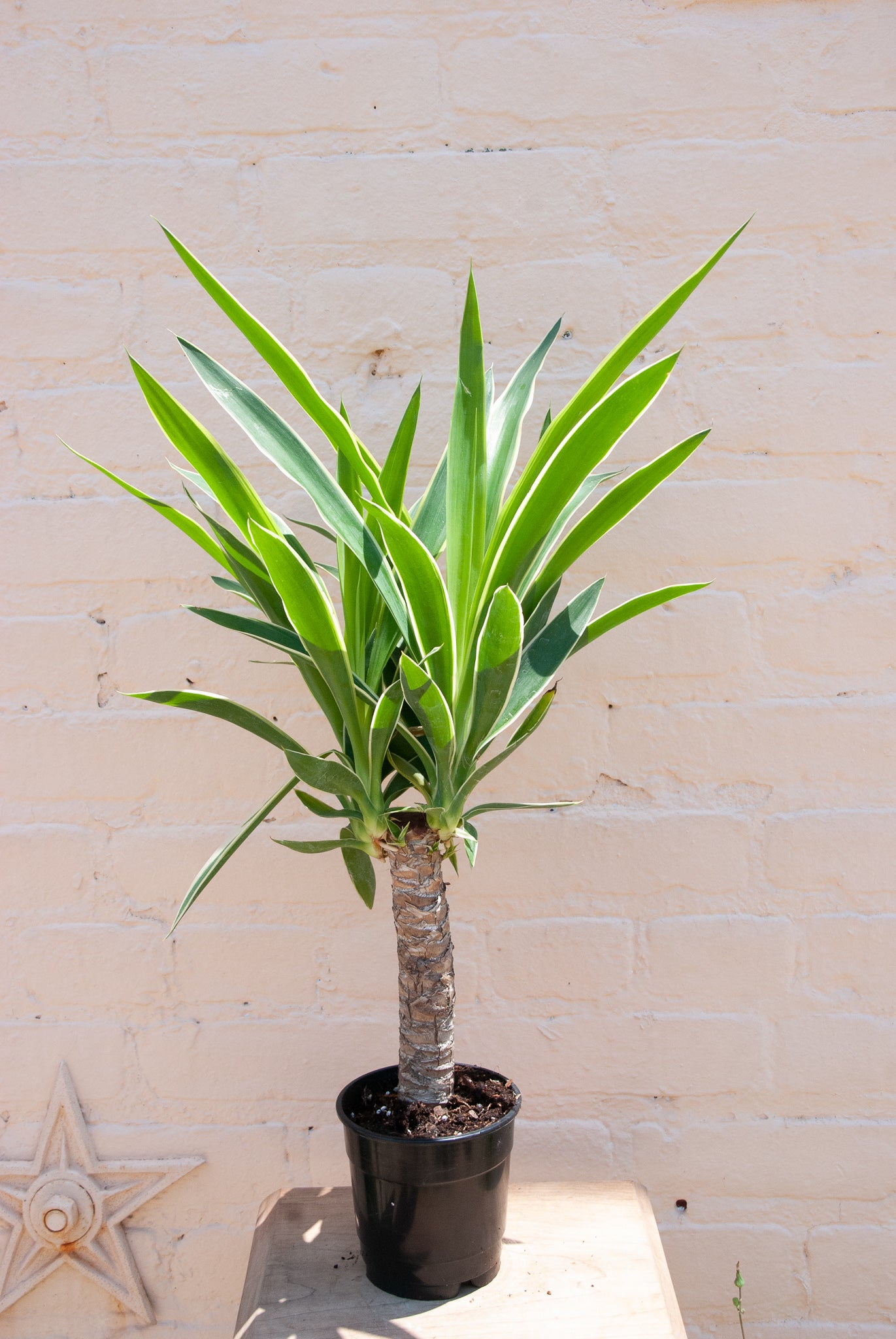 Yucca gigantea 'Yucca Cane'