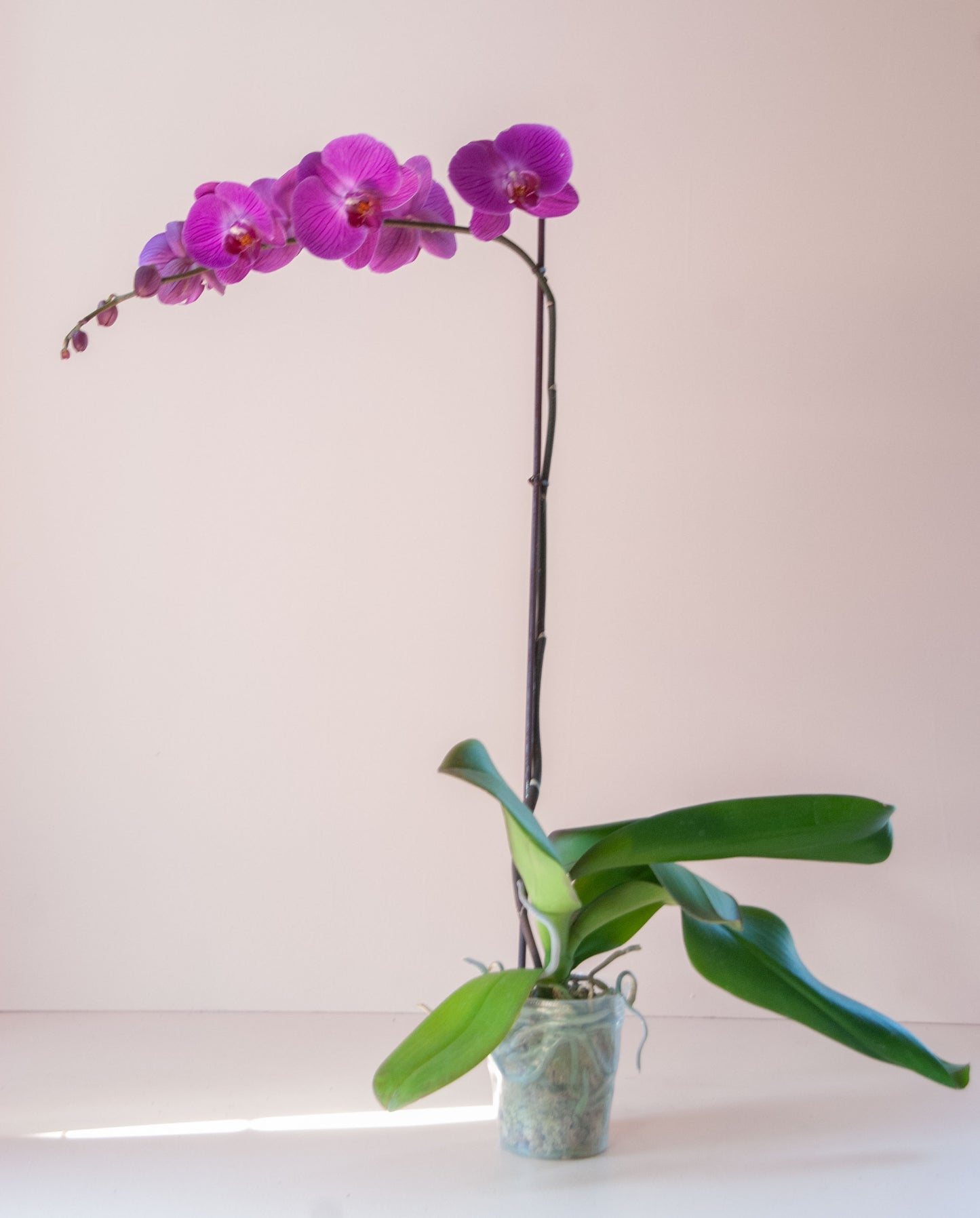 Phalaenopsis Orchid