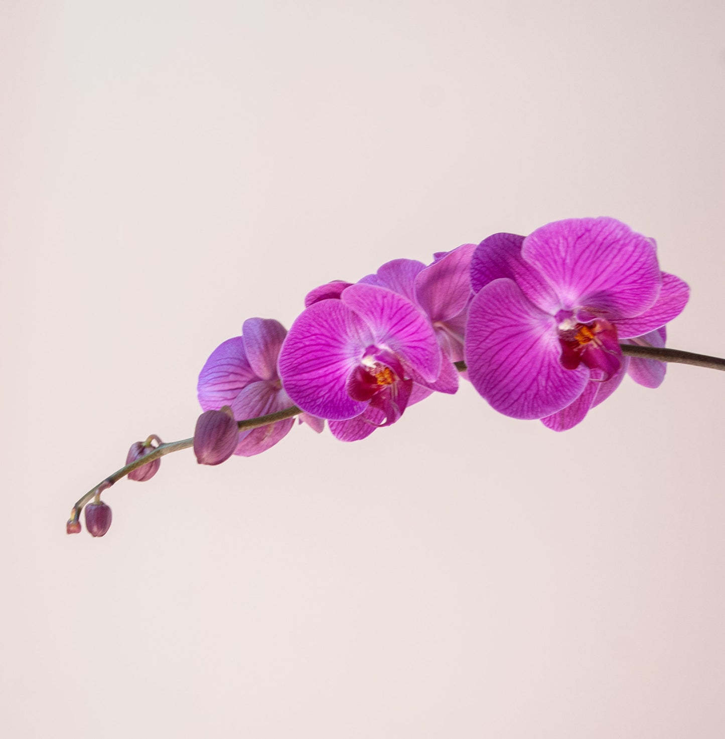 Phalaenopsis Orchid