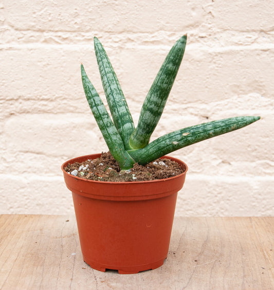Sansevieria 'Starfish'