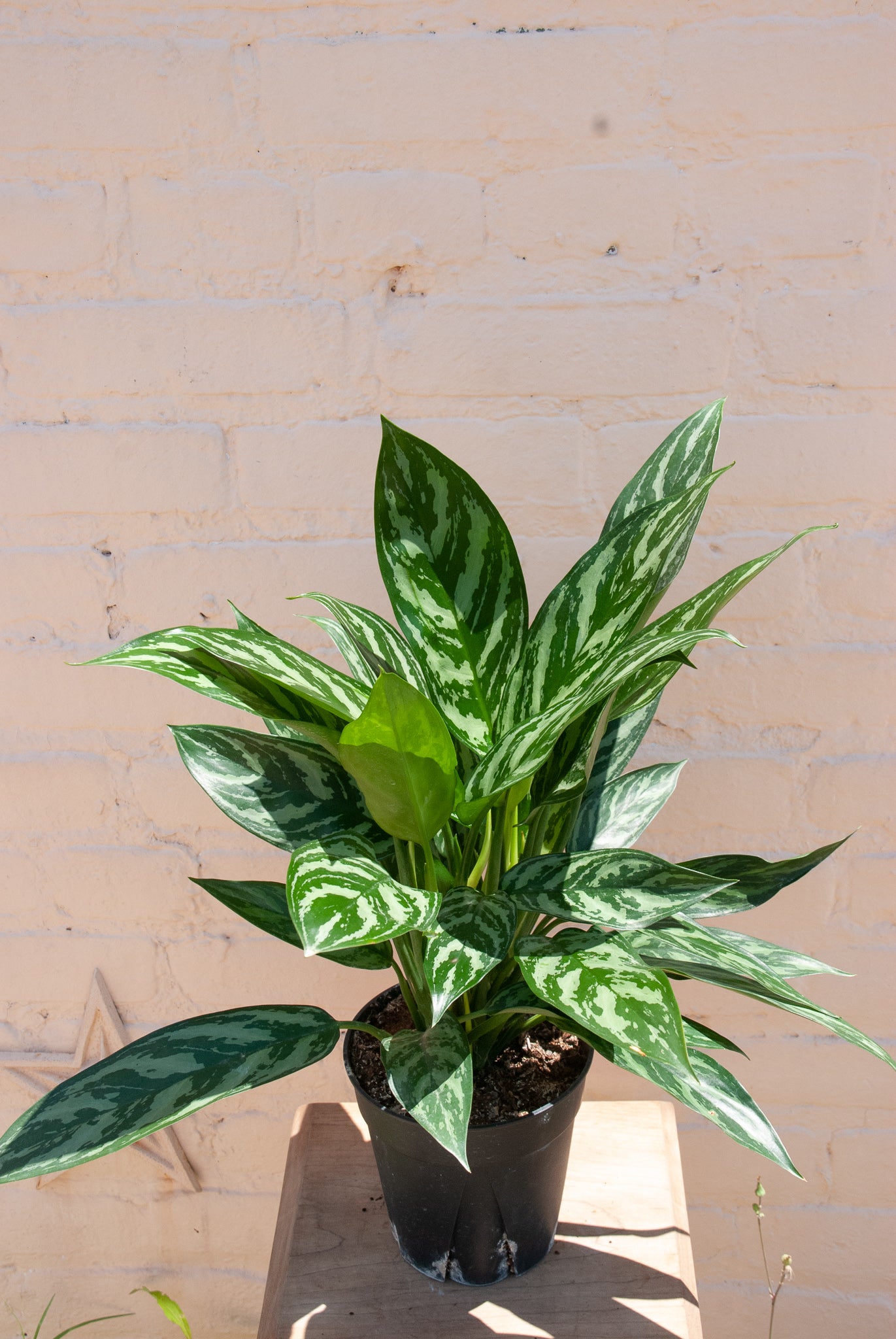 Aglaonema 'Tigress'