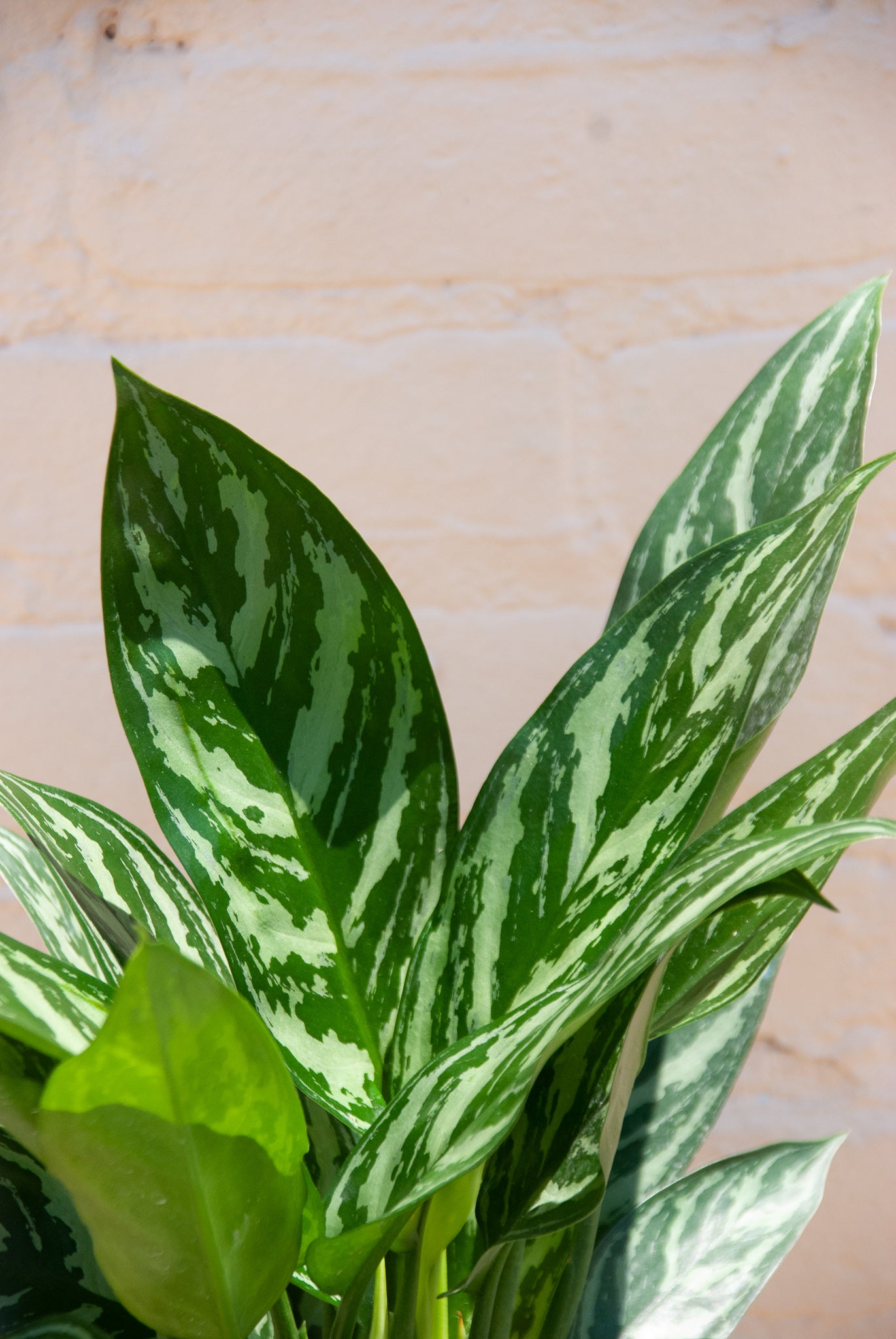 Aglaonema 'Tigress'