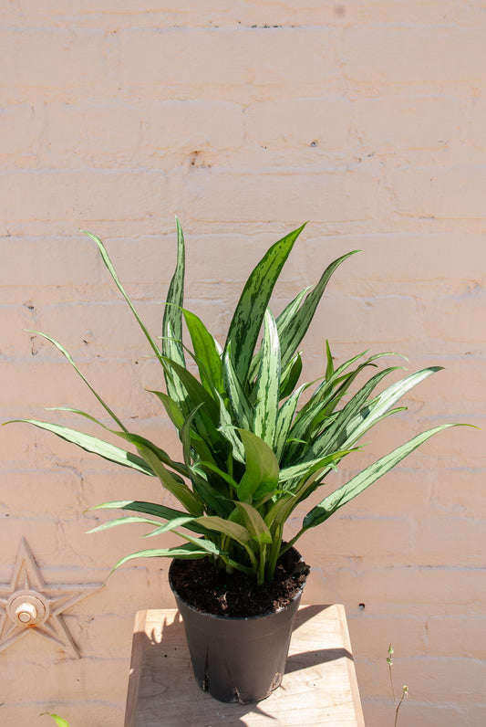 Aglaonema 'Cutlass'