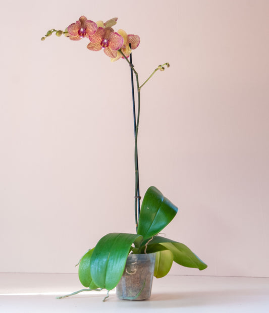 Phalaenopsis Orchid