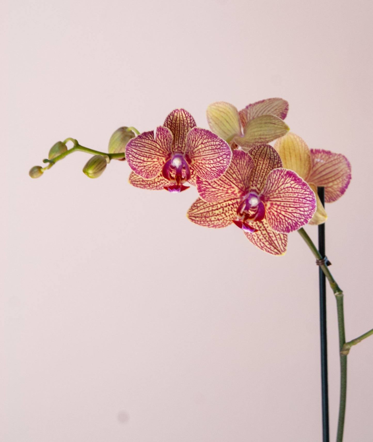 Phalaenopsis Orchid