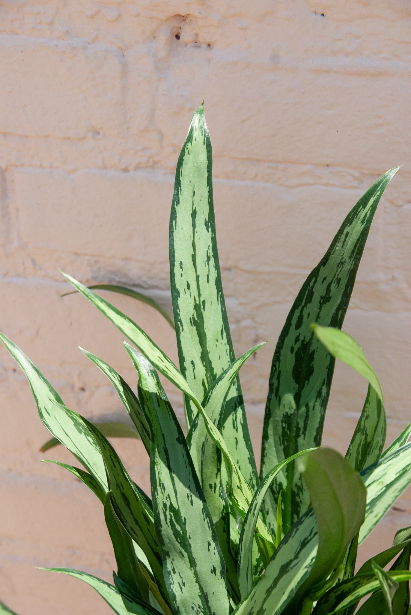 Aglaonema 'Cutlass'