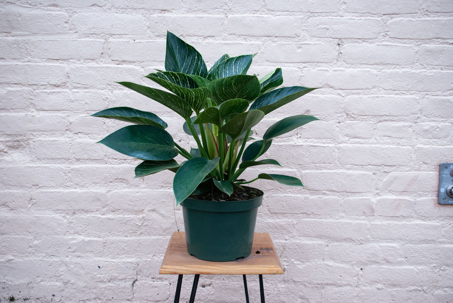 Philodendron Birkin