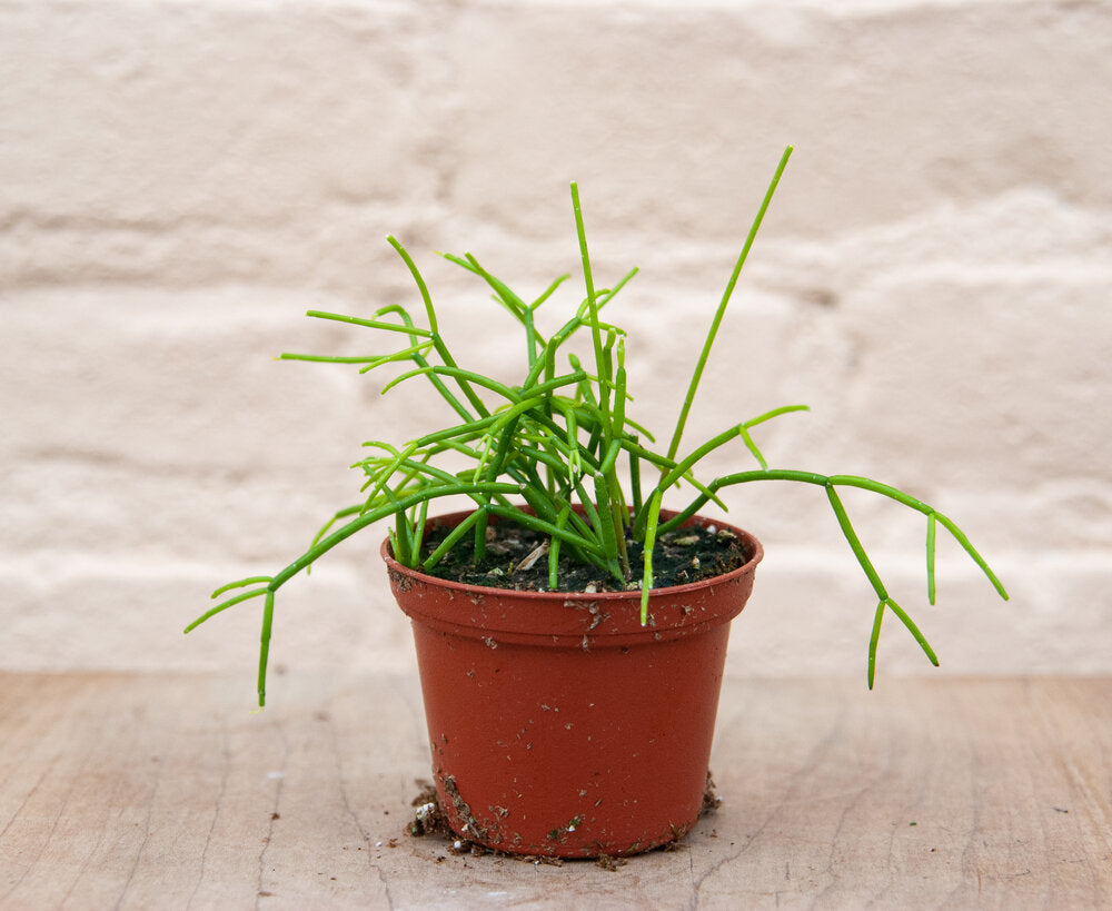 Rhipsalis