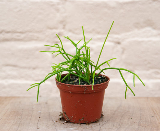 Rhipsalis