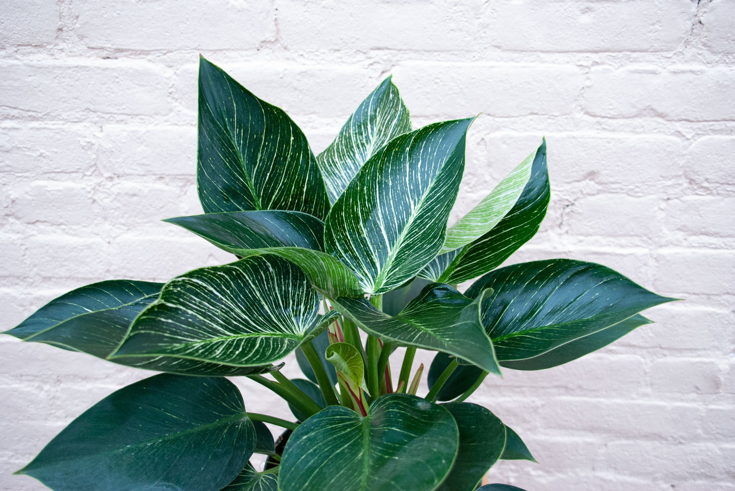 Philodendron Birkin