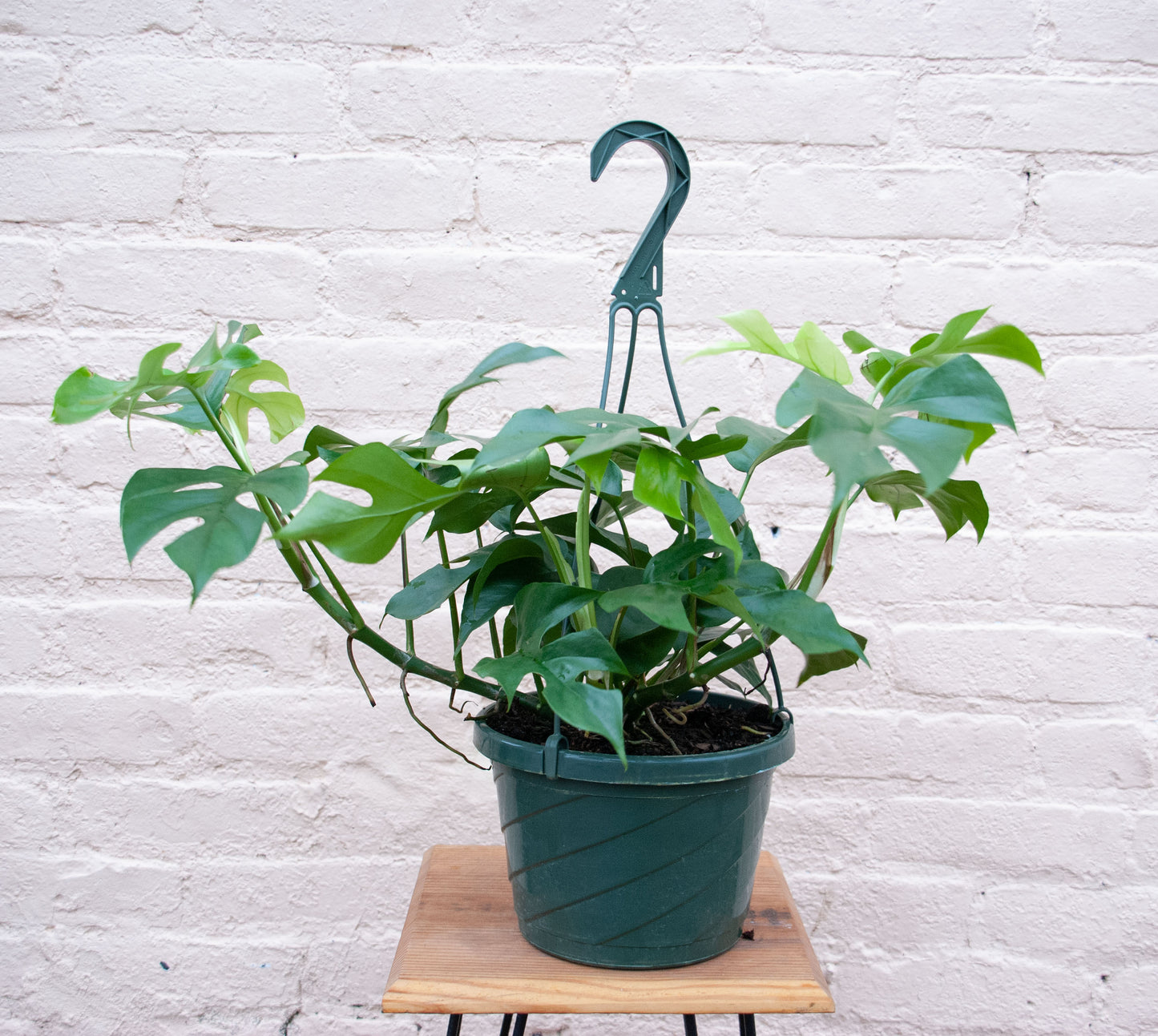 Rhaphidophora tetrasperma 'Philodendron Minima'