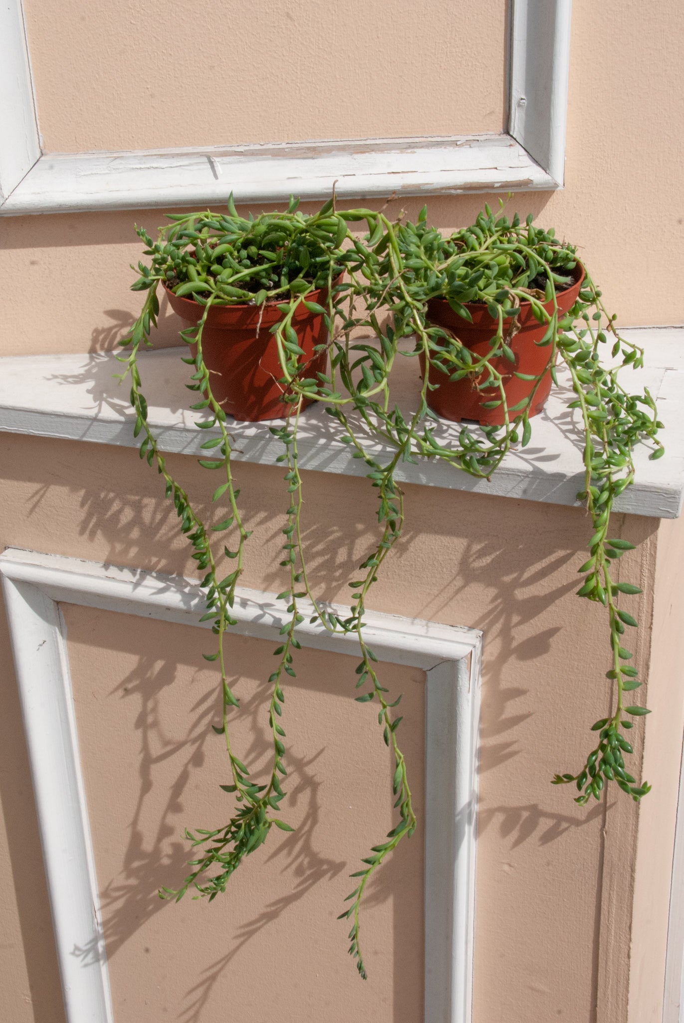 Senecio radicans 'String of Bananas'