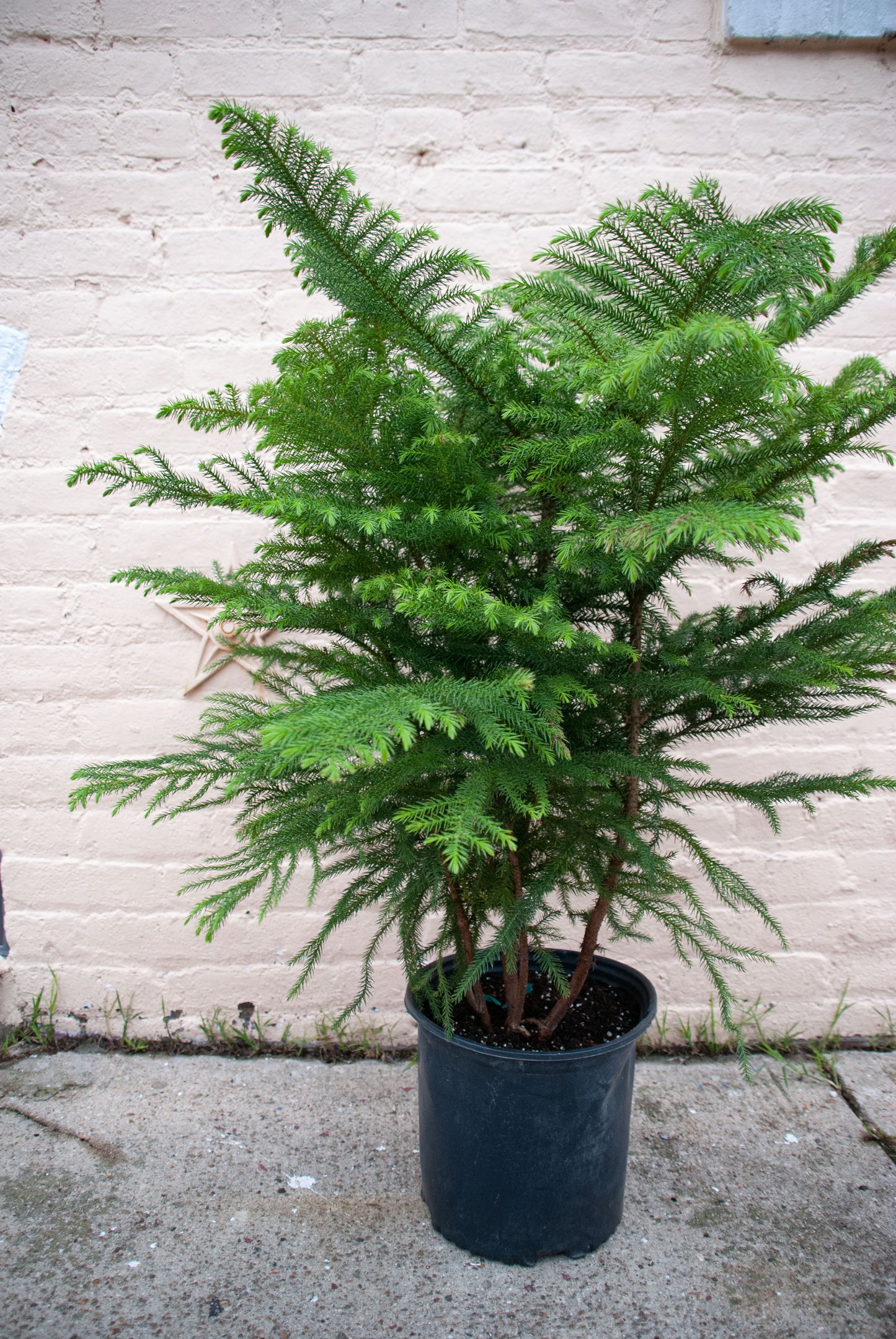 Norfolk Pine