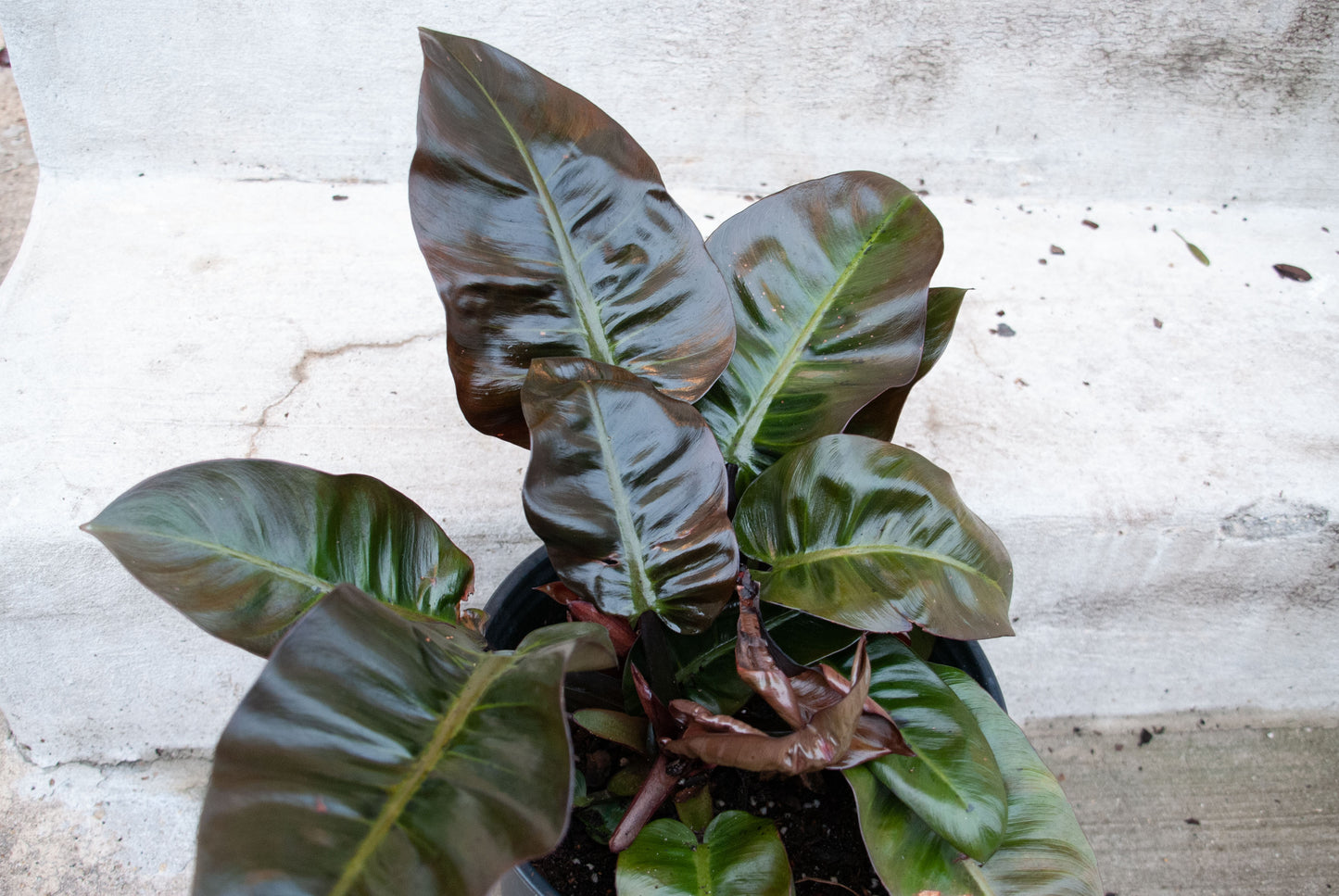 Philodendron 'Black Cardinal'